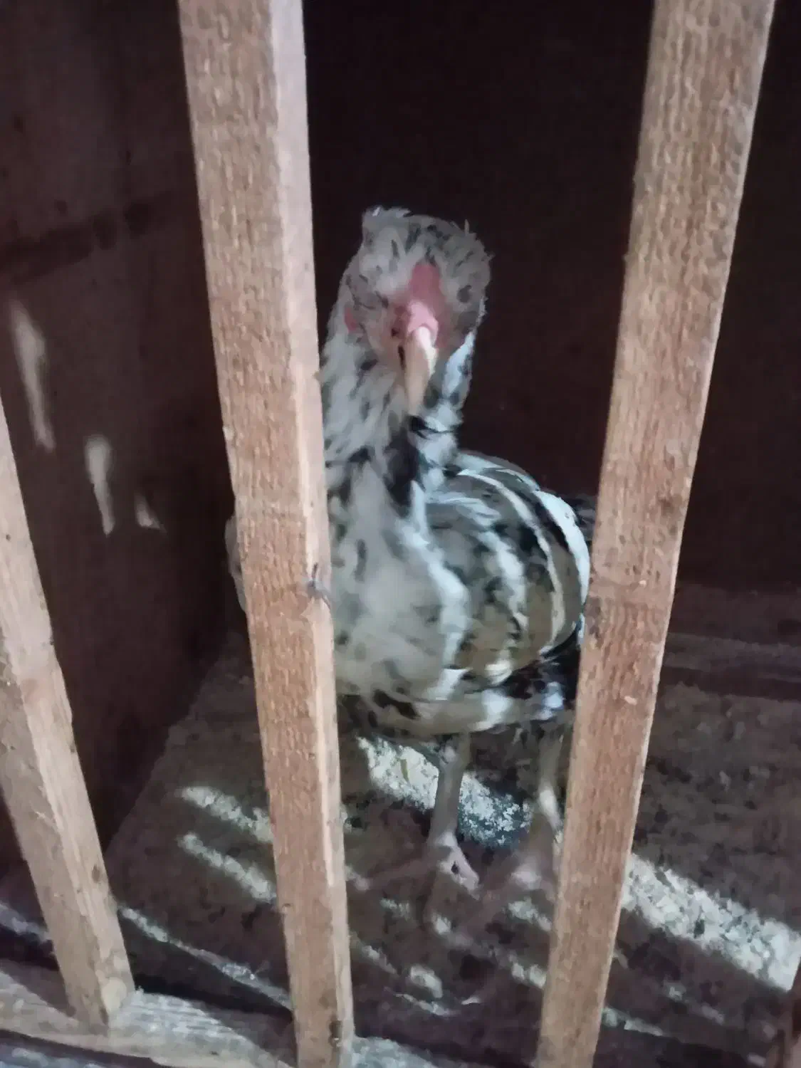 مرغ خروس|حیوانات مزرعه|رشت, پل تالشان|دیوار