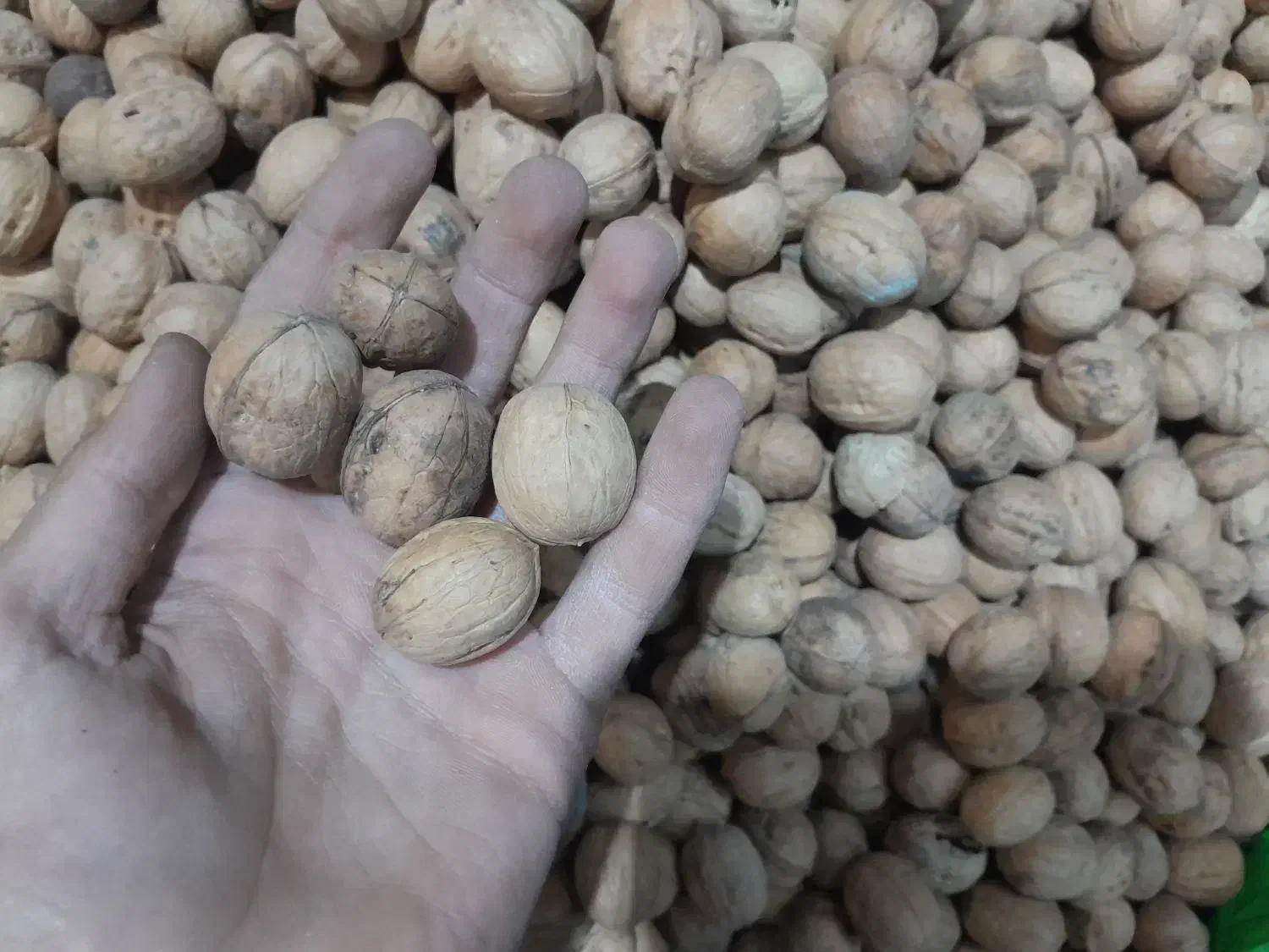 گردو|خوردنی و آشامیدنی|سیمکان, |دیوار