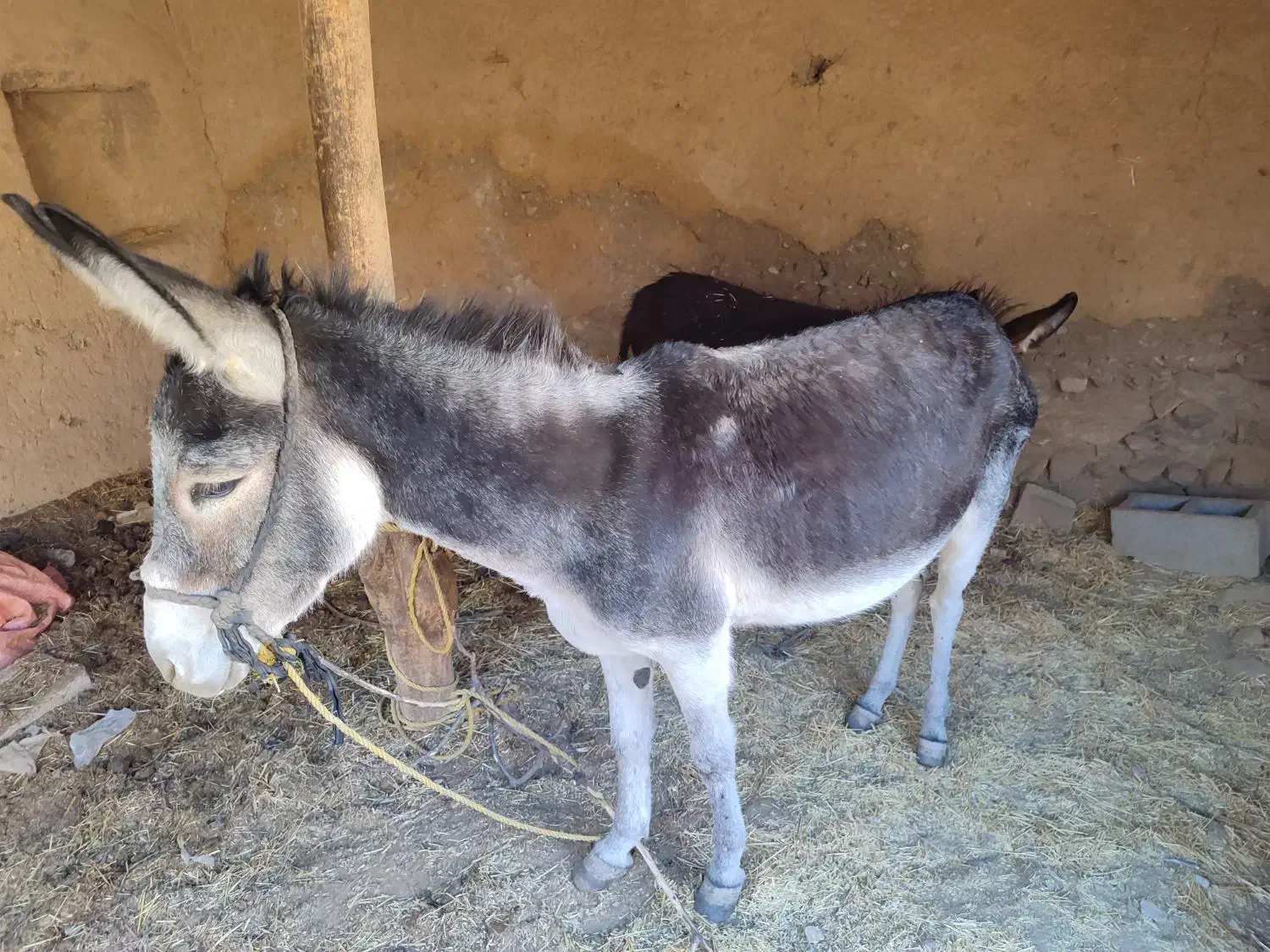 فروش خرماده و کره|حیوانات مزرعه|ماهنشان, |دیوار