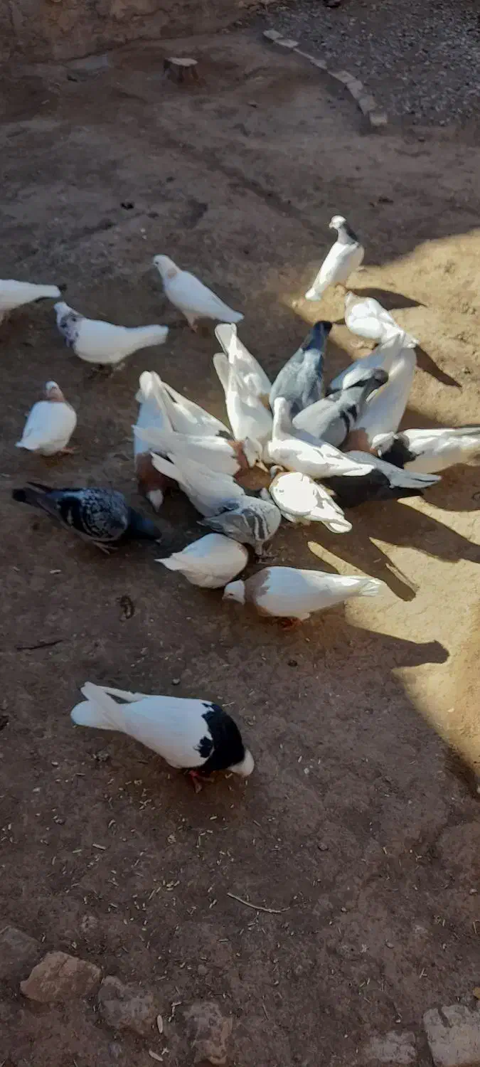 طوقی|پرنده|سبزوار, عارف|دیوار