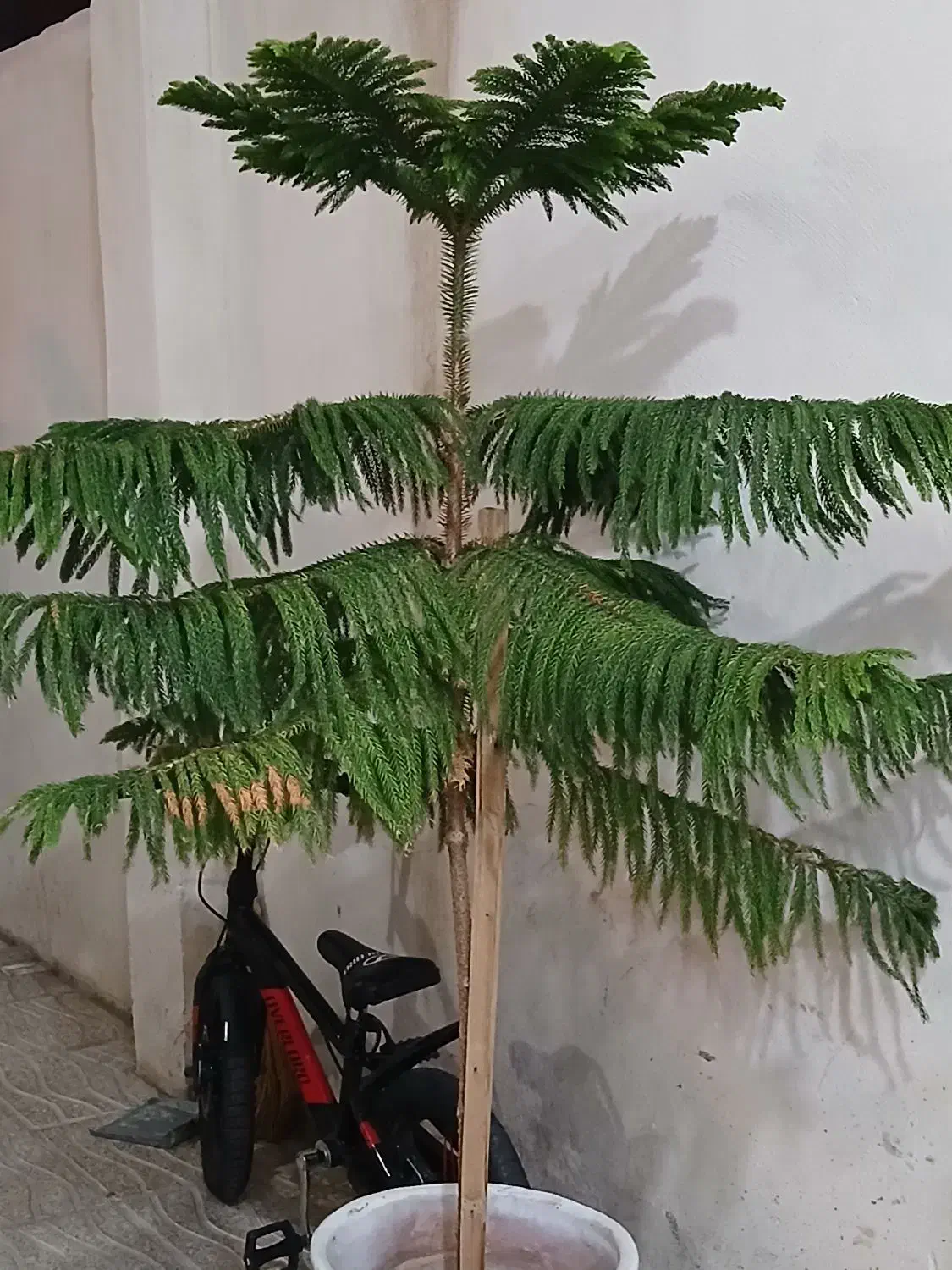 کاج مطبق کاملا سالم|گل و گیاه طبیعی|صائین قلعه, |دیوار