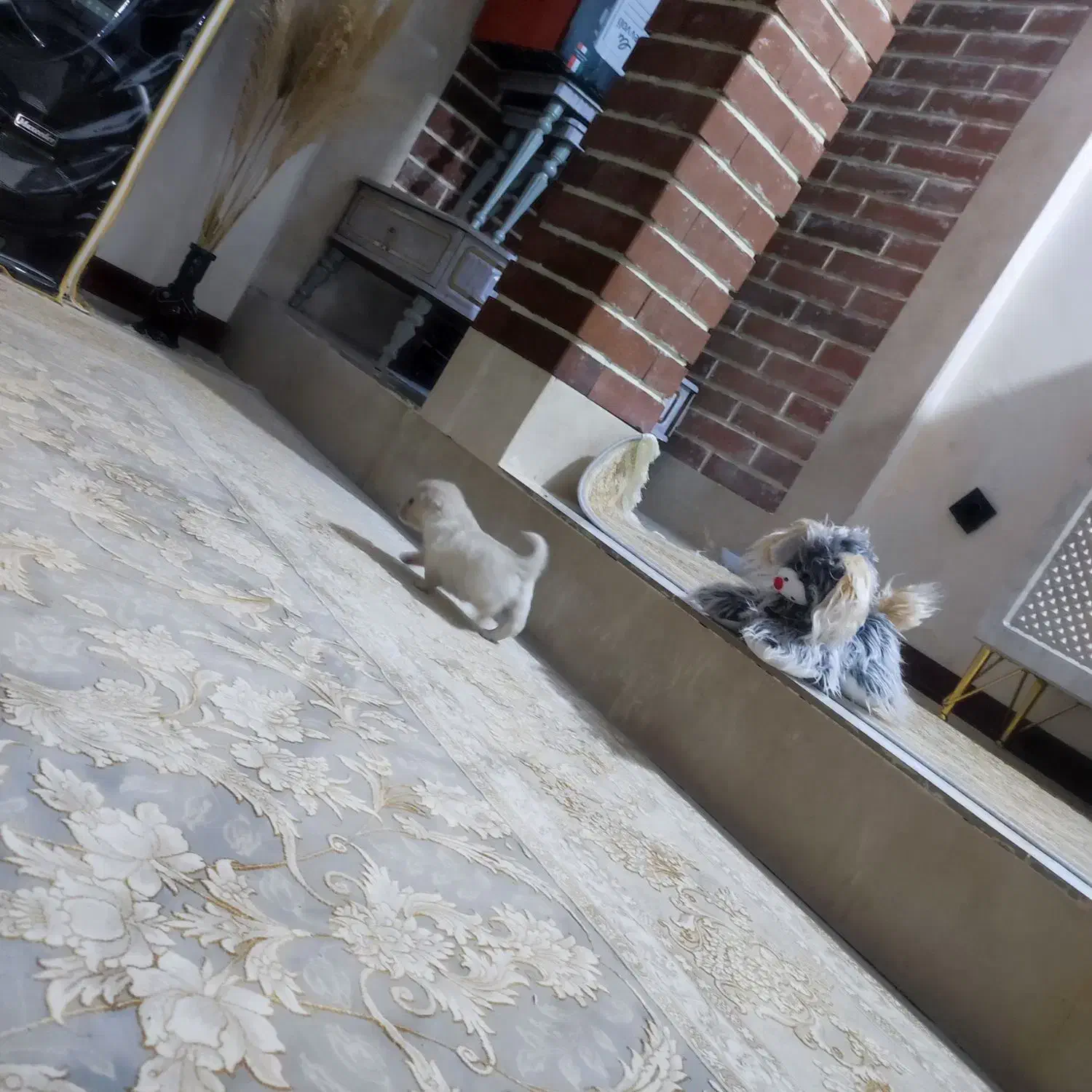 مینیاتوری جیبی|سگ|قم, نیروگاه|دیوار