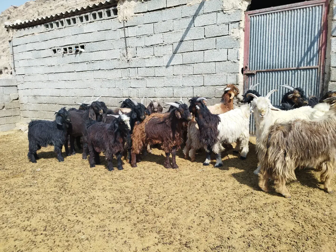 کهره ، بره ، بز|حیوانات مزرعه|شیراز, فرهنگیان|دیوار