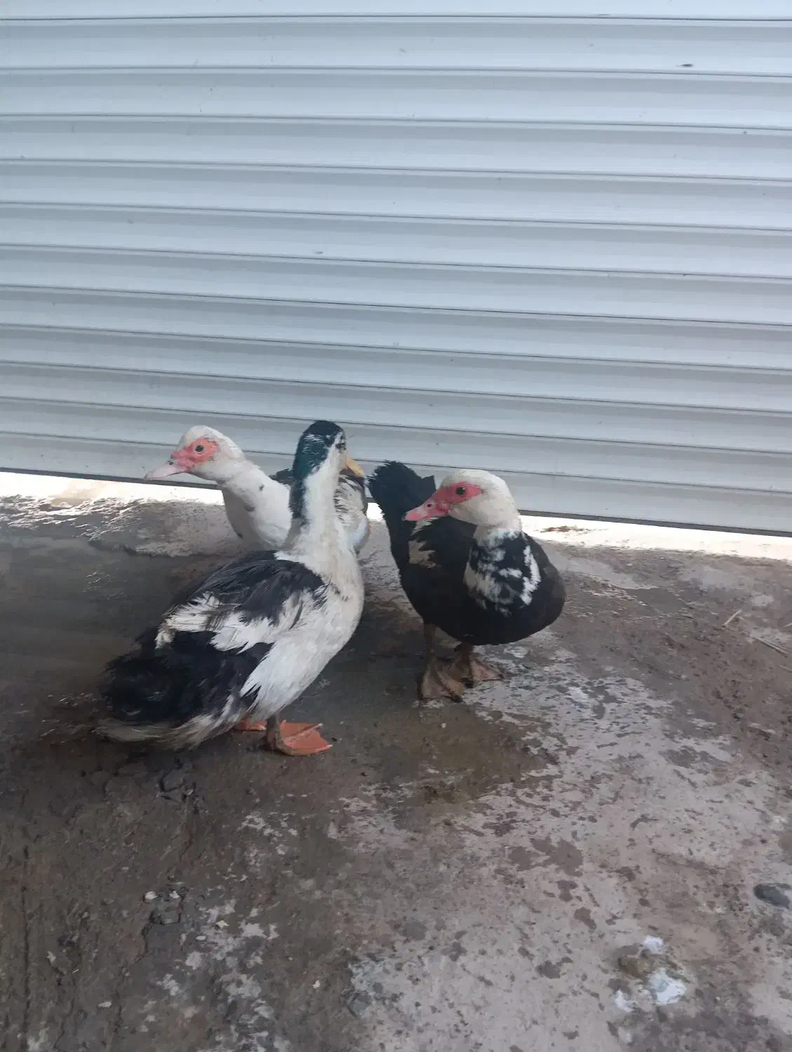 اردک|حیوانات مزرعه|مشگین شهر, |دیوار