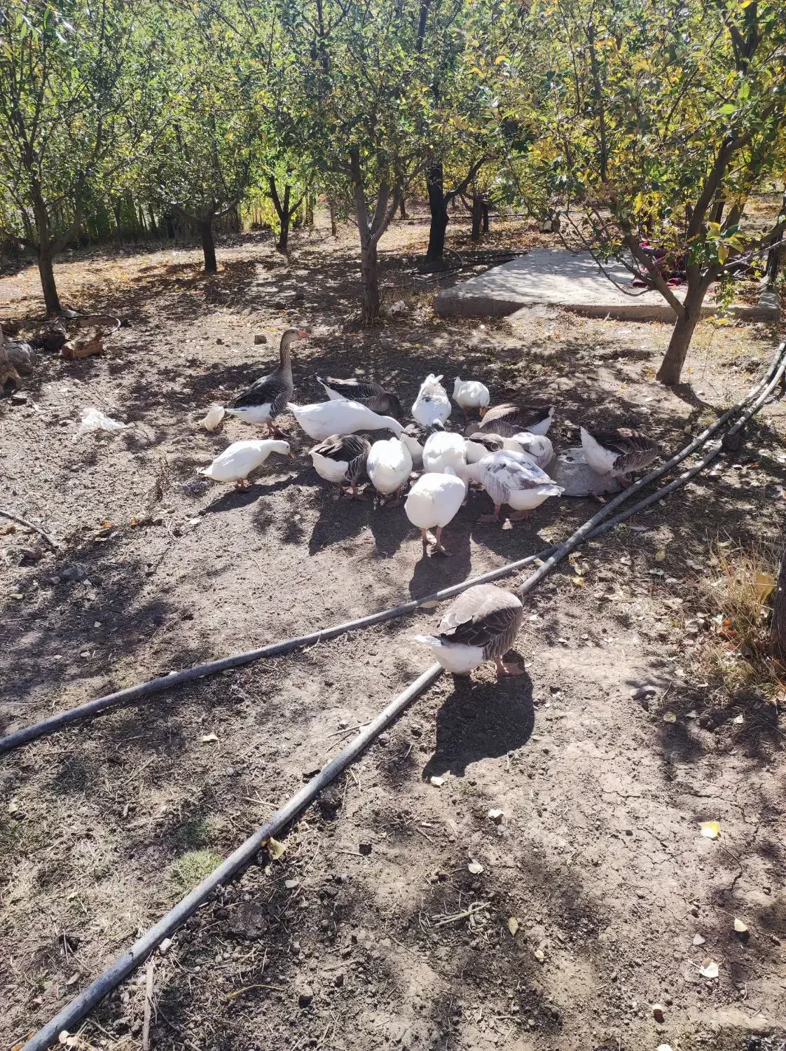 فروش|حیوانات مزرعه|هشترود, |دیوار