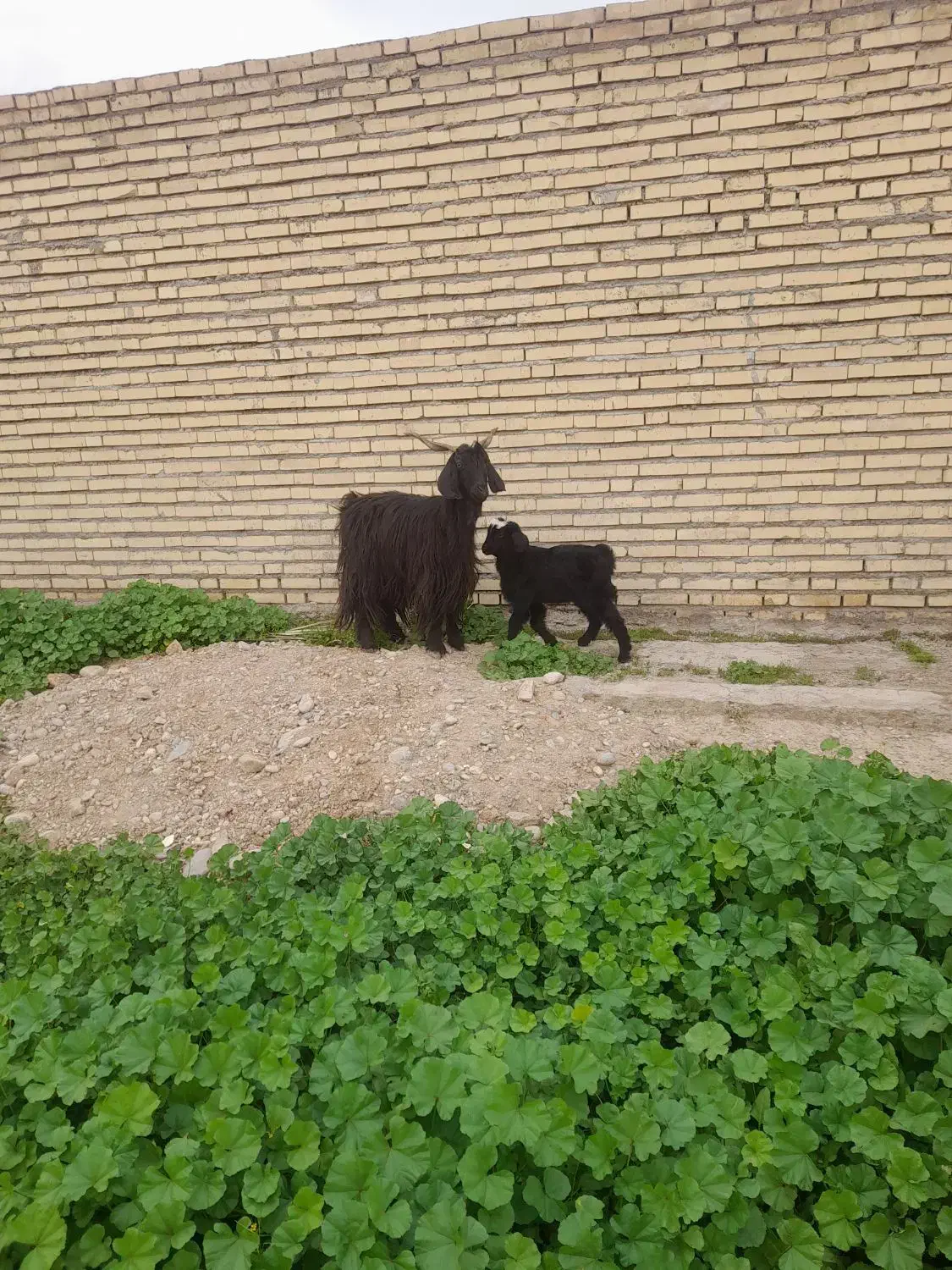 بز بیگ|حیوانات مزرعه|دزفول, |دیوار