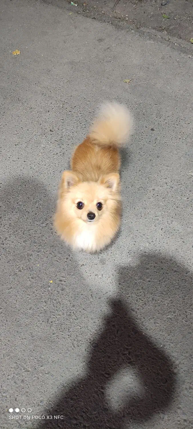 واگذاری سگ پامرریزریز|سگ|مشهد, سعد آباد|دیوار