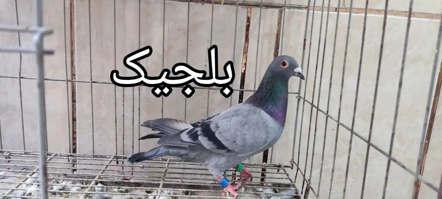 پلاکی خارجی|پرنده|اهواز, مجاهد|دیوار