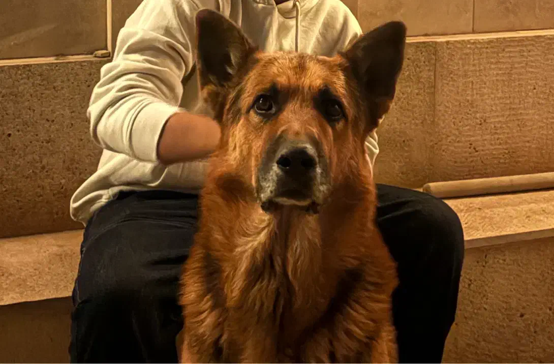 ژرمن اصیل جهت کشش|سگ|سمنان, |دیوار