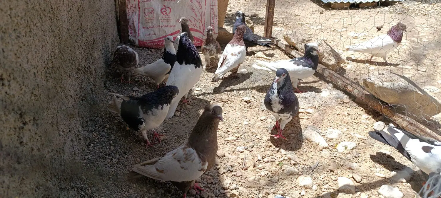 کبوتر|پرنده|کوار, |دیوار