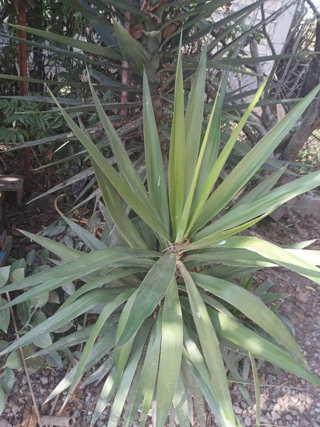 کل بابا آدم ونخل|گل و گیاه طبیعی|شاندرمن, |دیوار