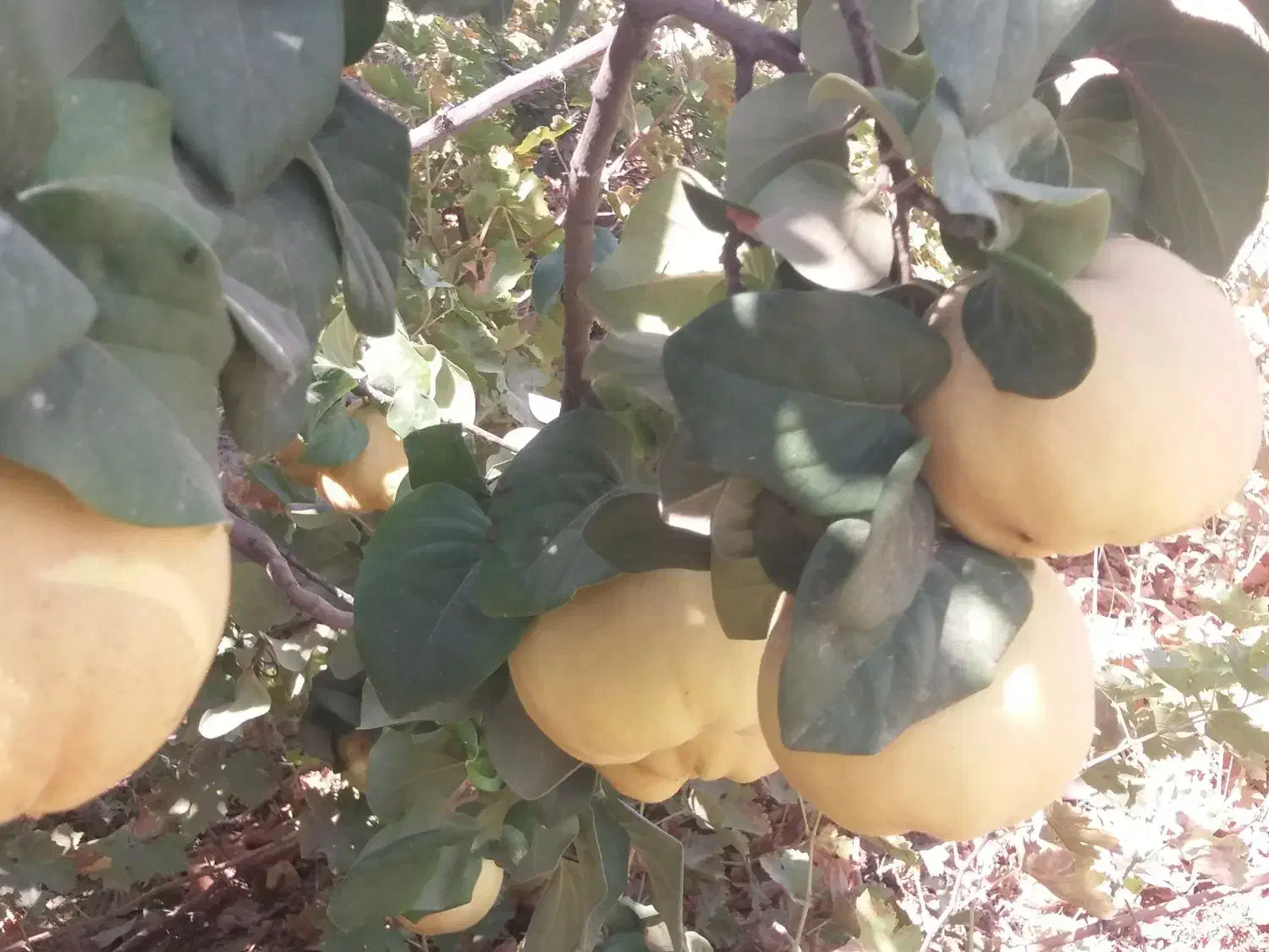 فروش میوه  به|خوردنی و آشامیدنی|شیراز, تندگویان|دیوار