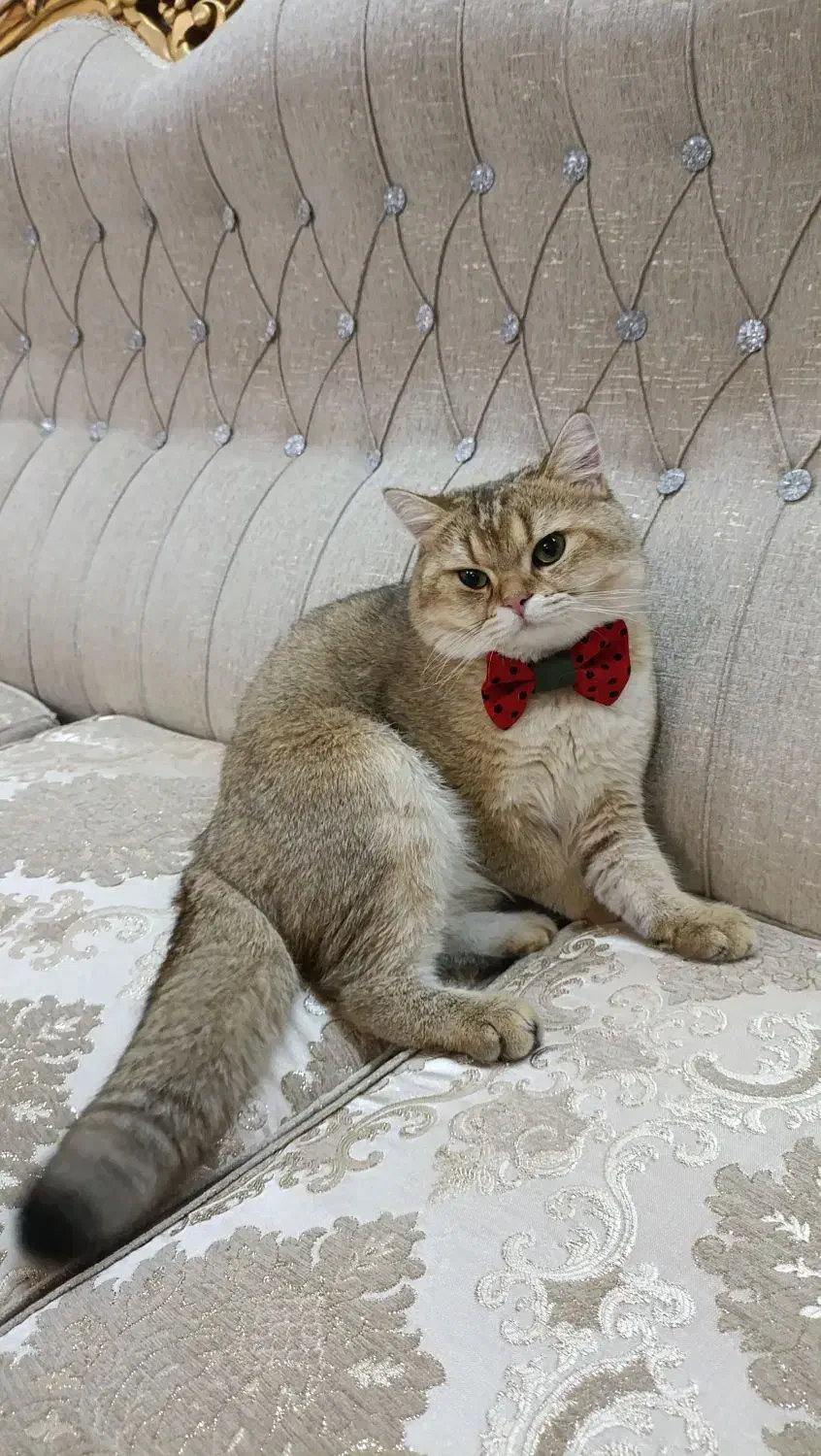 بریتیش گلد نر جفت گیری|گربه|محمدشهر, محمدشهر|دیوار