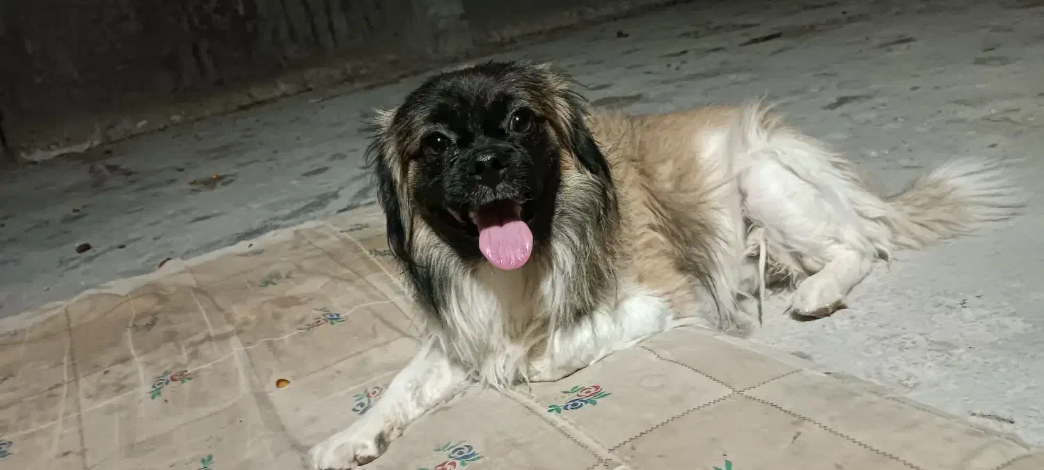 تیبتان اسپانیل|سگ|بهبهان, |دیوار