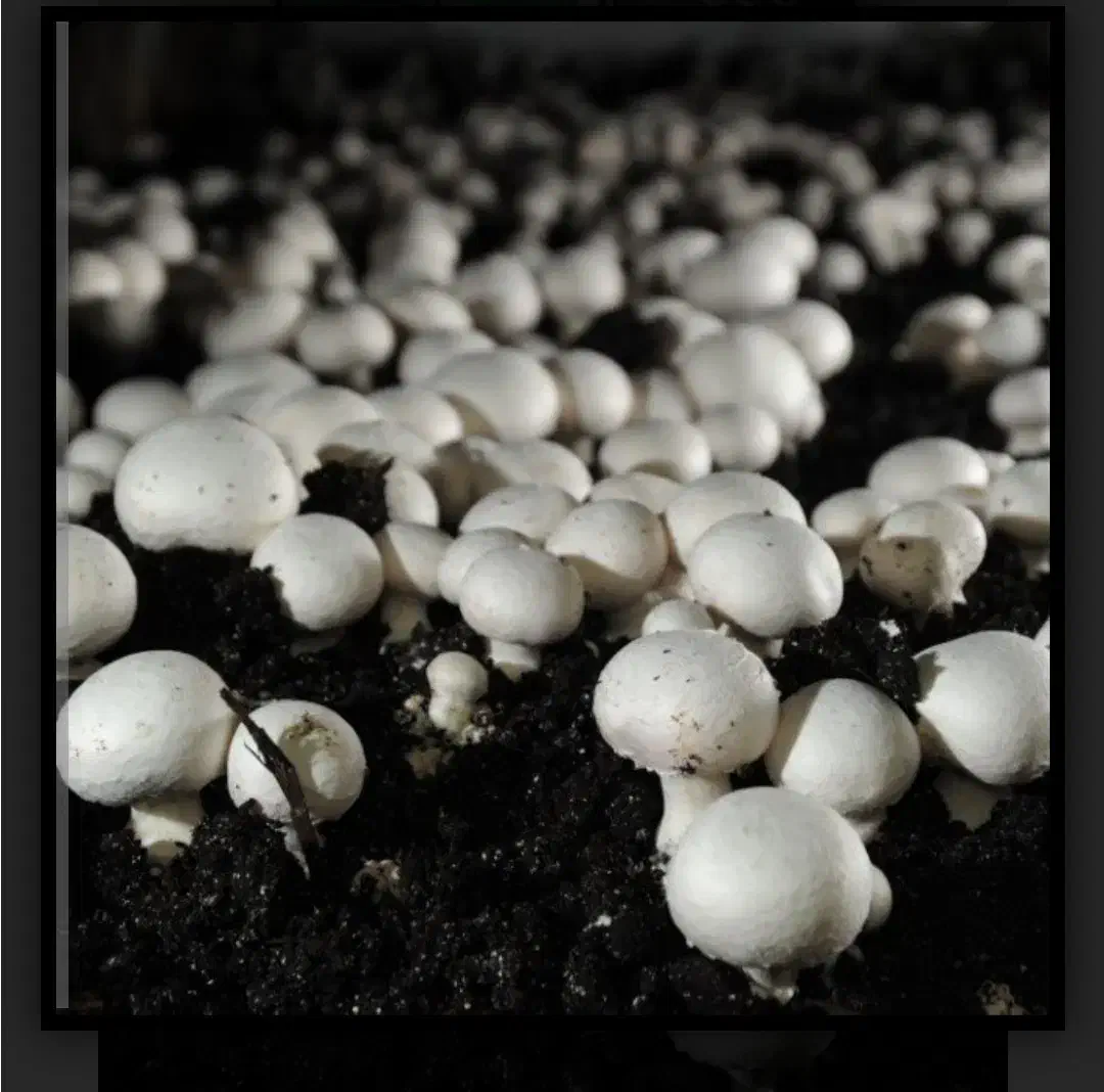 کارخانه پرورش قارچ|استخدام صنعتی، فنی، مهندسی|گرگان, |دیوار