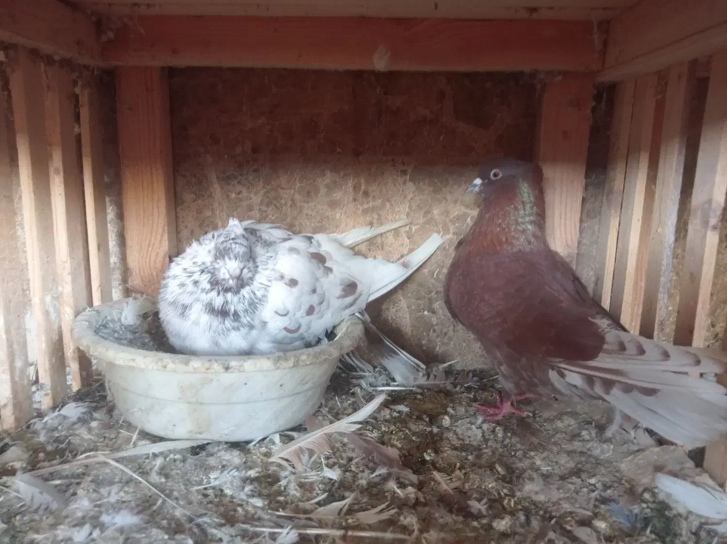 سرخ کاکل|پرنده|قائمشهر, |دیوار