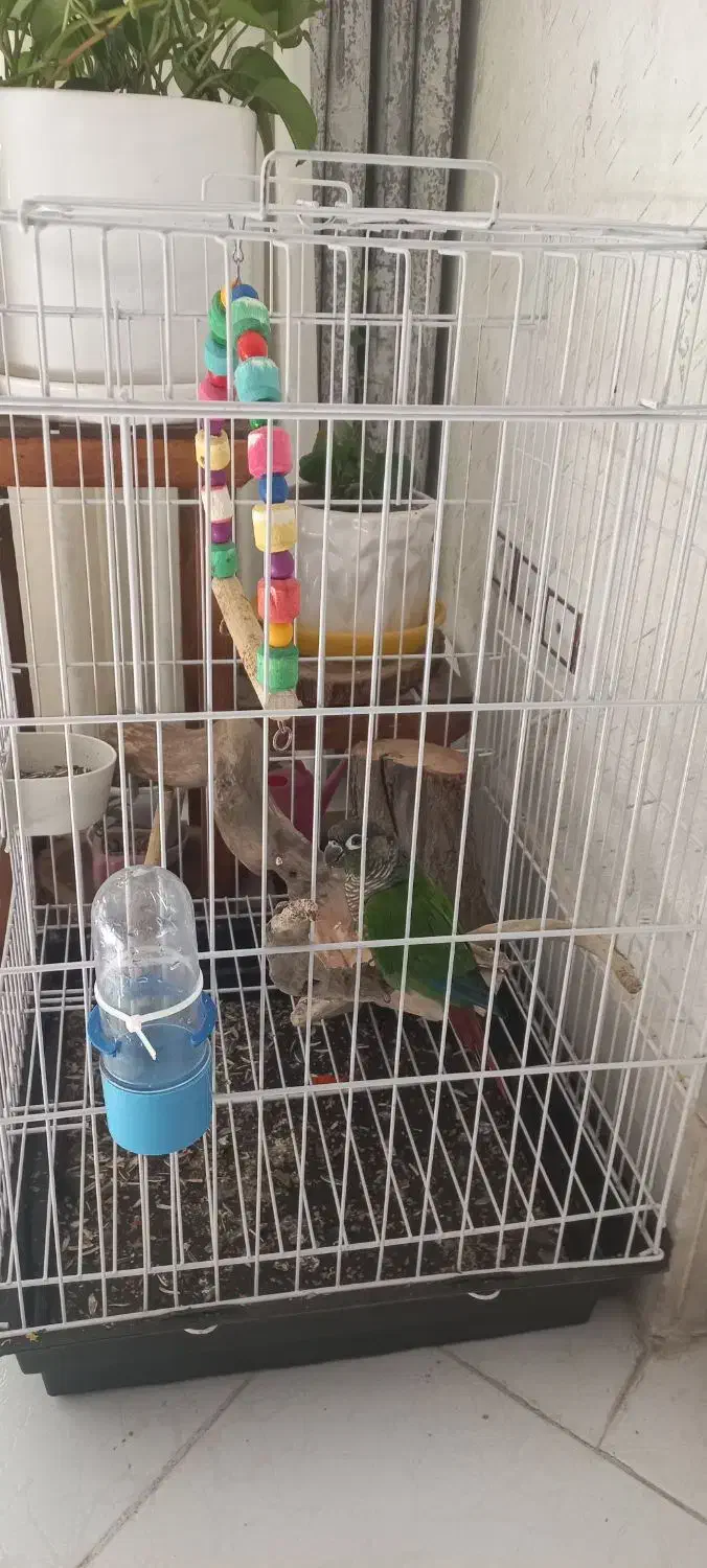 طوطی گرینچیک|پرنده|اصفهان, شهریار|دیوار