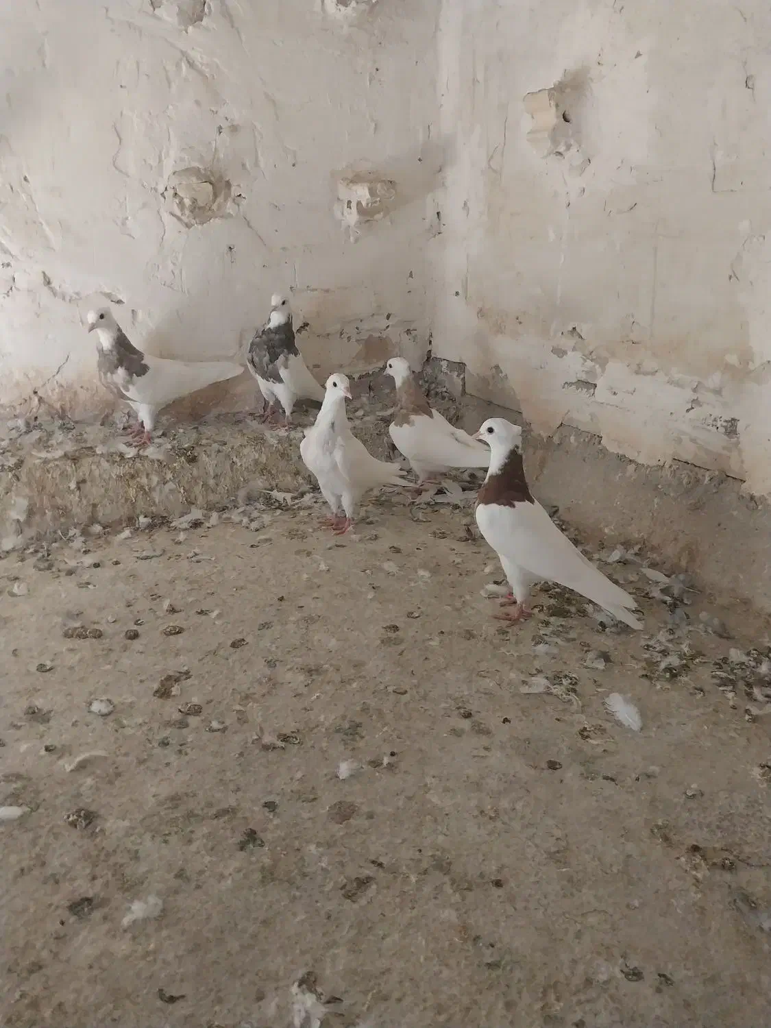 طوقی|پرنده|دزفول, |دیوار