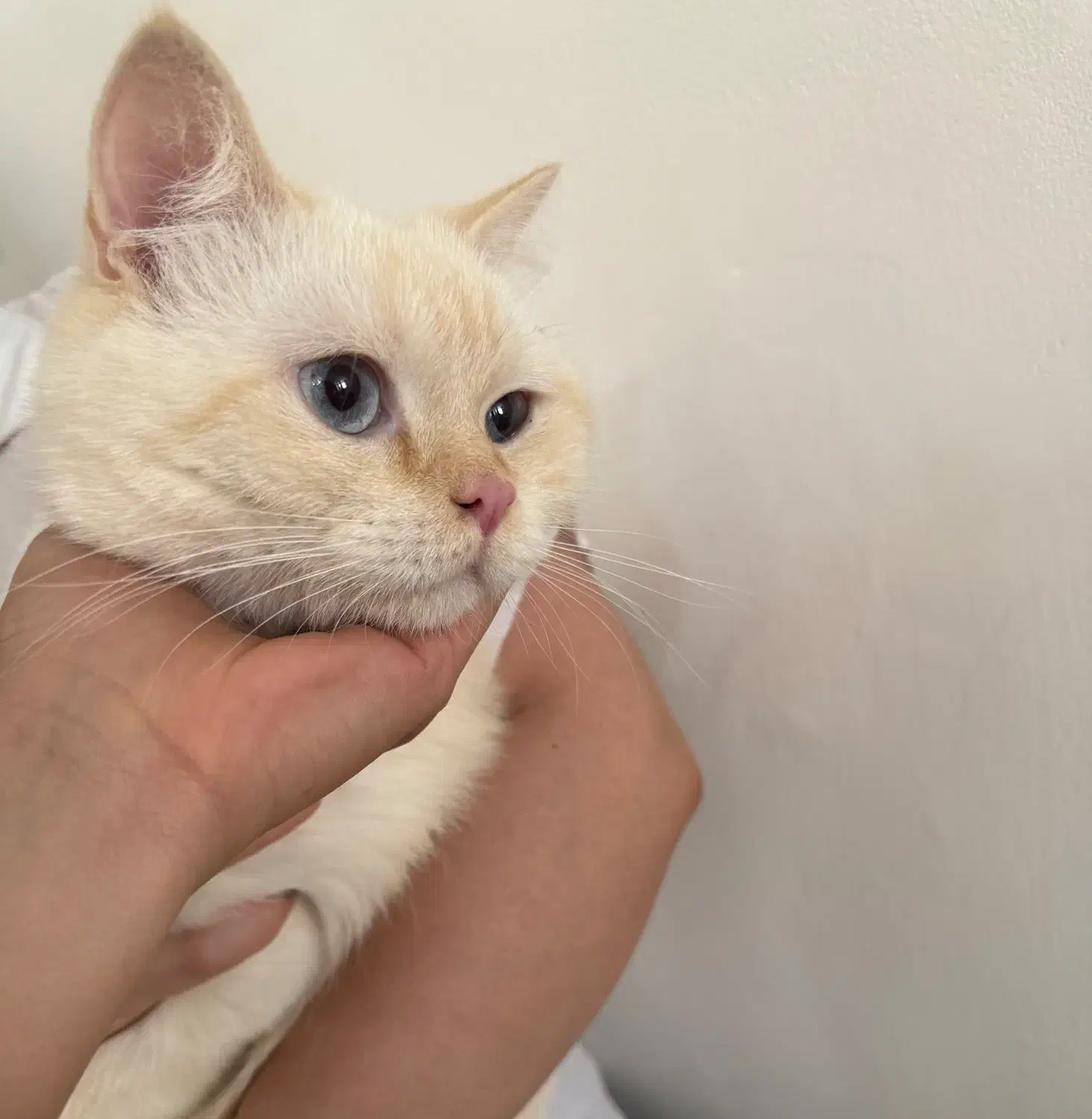 گربه بیریتیش چشم آبی|گربه|همدان, |دیوار