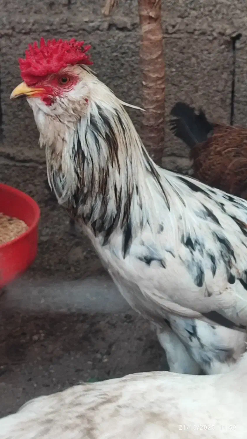 خروس گلین چهل تاج|حیوانات مزرعه|توتکابن, |دیوار