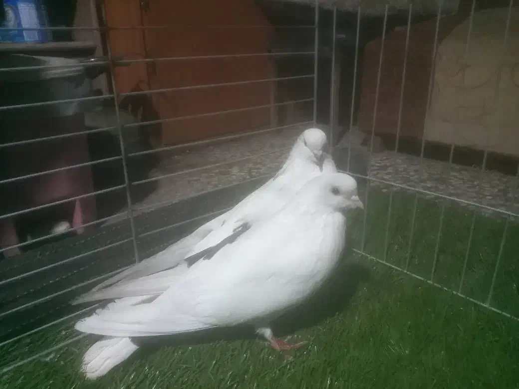 کبوتر زیبا|پرنده|ساری, |دیوار