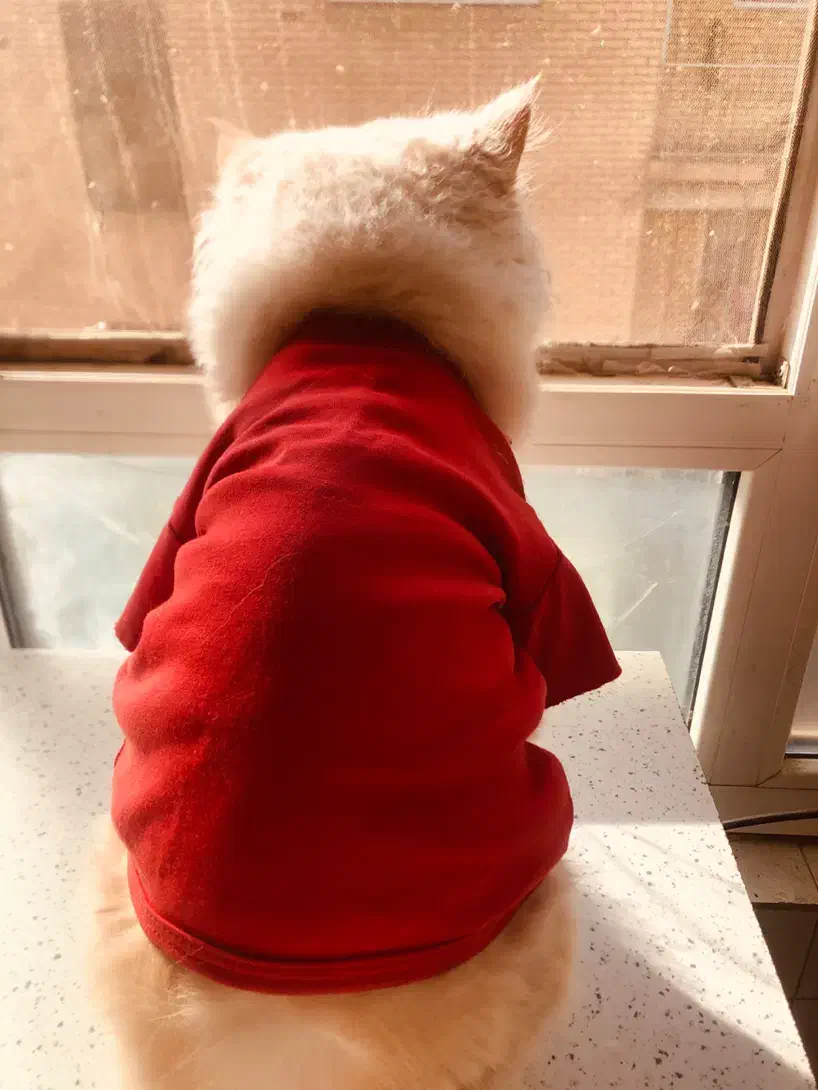 گربه پرشین سوپر فلت|گربه|سنندج, |دیوار