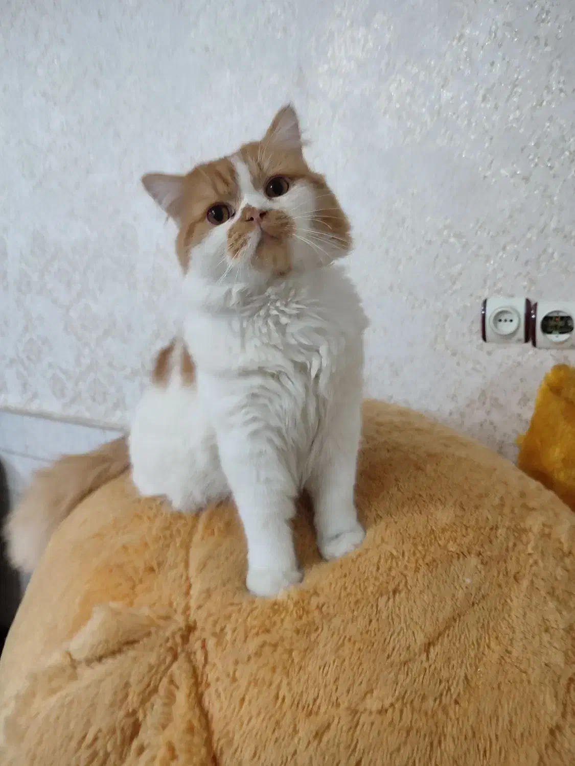 گربه بریتیش (نر)|گربه|قم, باسکول|دیوار