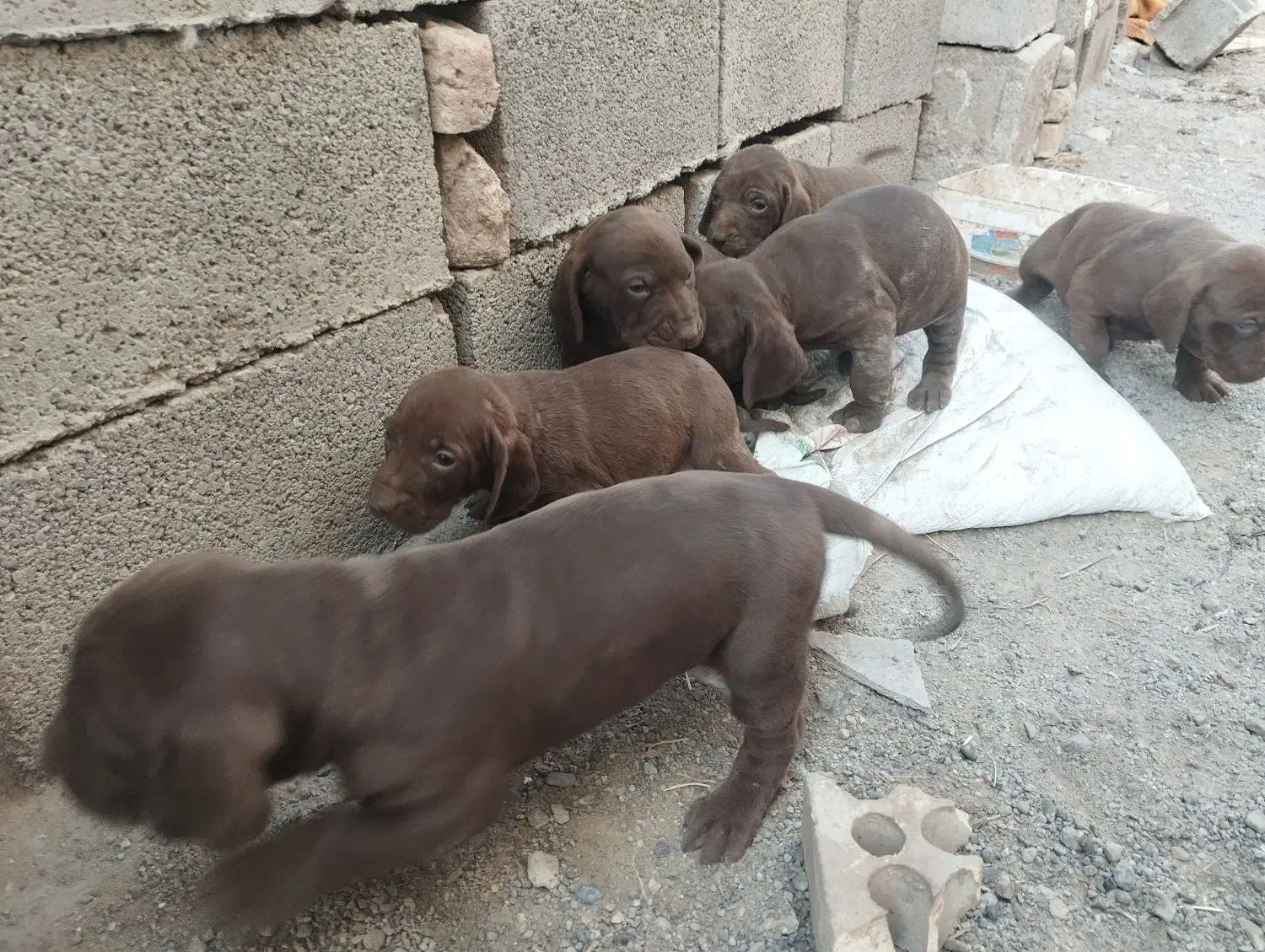 توله‌پویینتراصل‌المانی|سگ|گنبد کاووس, |دیوار