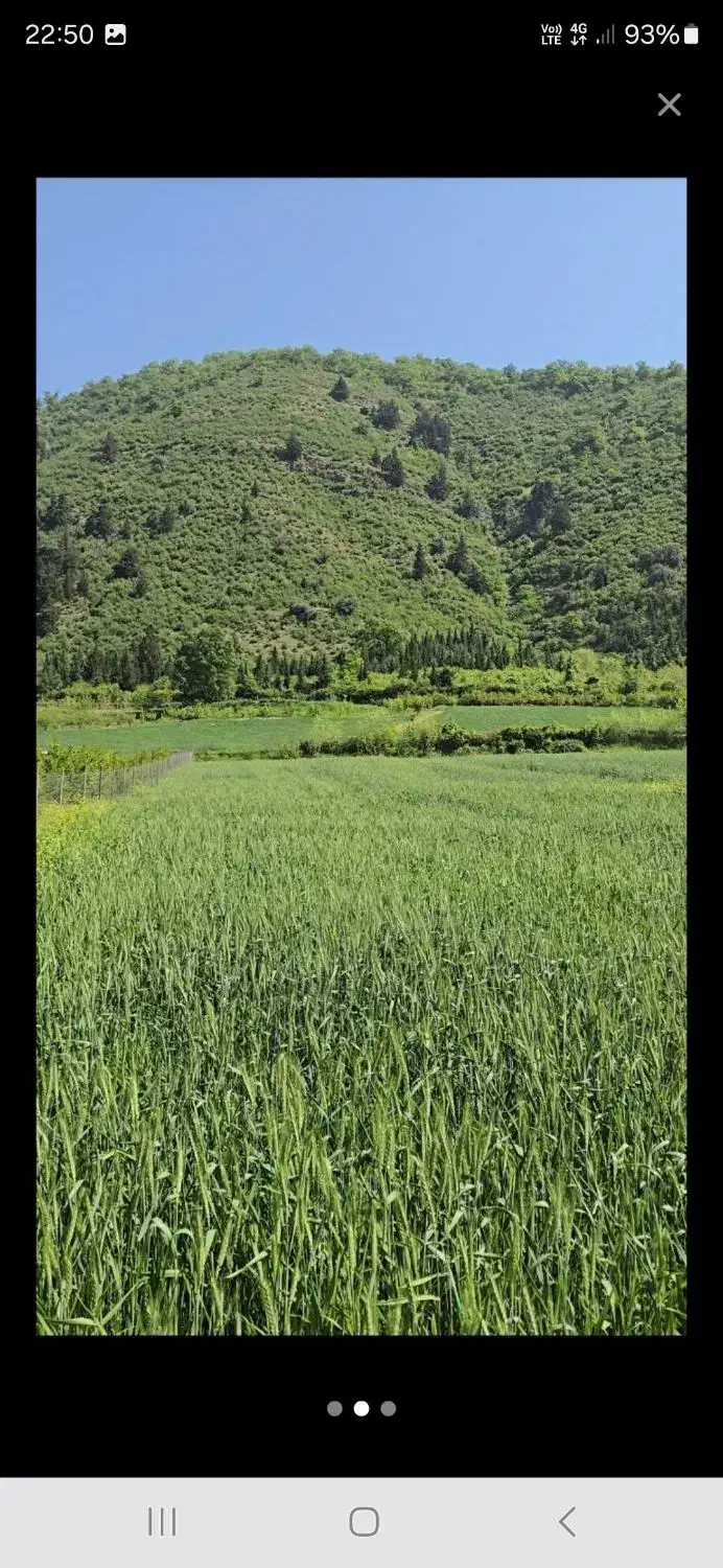 رامیان زمین باغی|فروش زمین و ملک کلنگی|علی‌آباد کتول, |دیوار