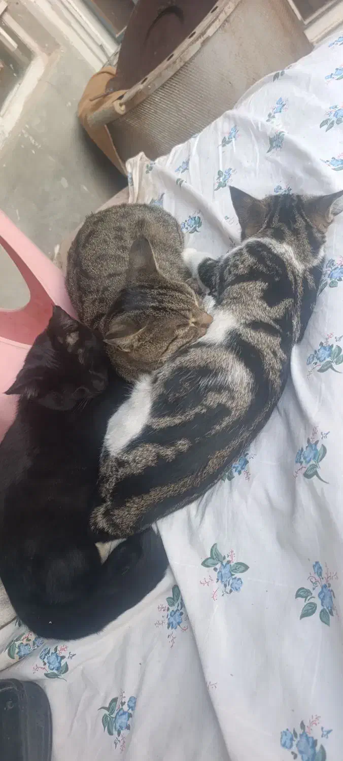 گربه مادر با دو توله هاش رایگان واگذار میشن|گربه|قنوات, |دیوار