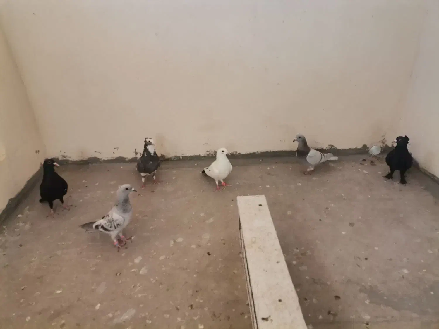 6عدد همه باهمن|پرنده|کرمان, |دیوار