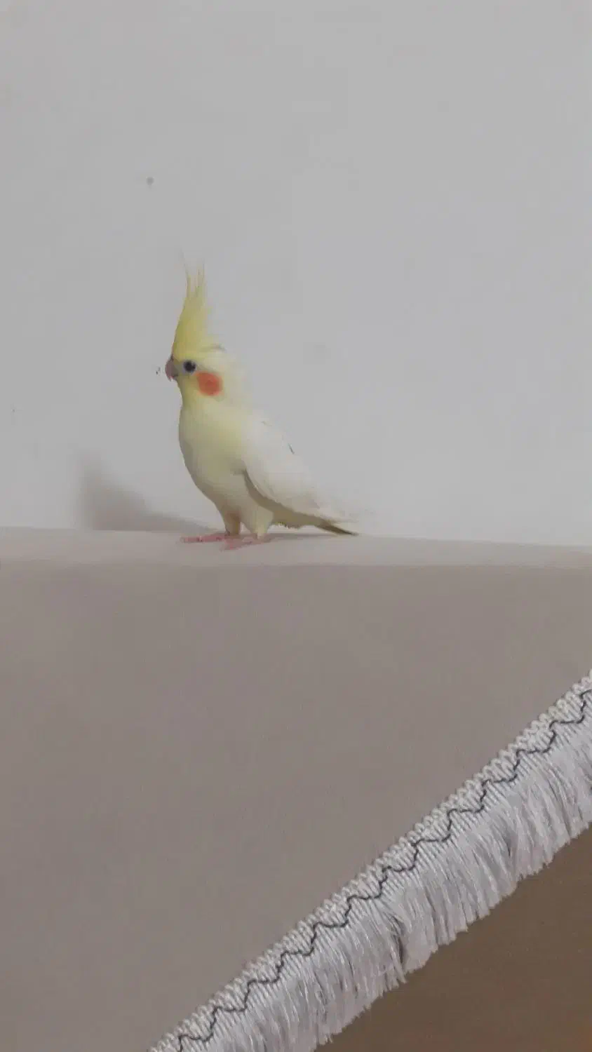 فروش عروس هلندی|پرنده|انگوت, |دیوار