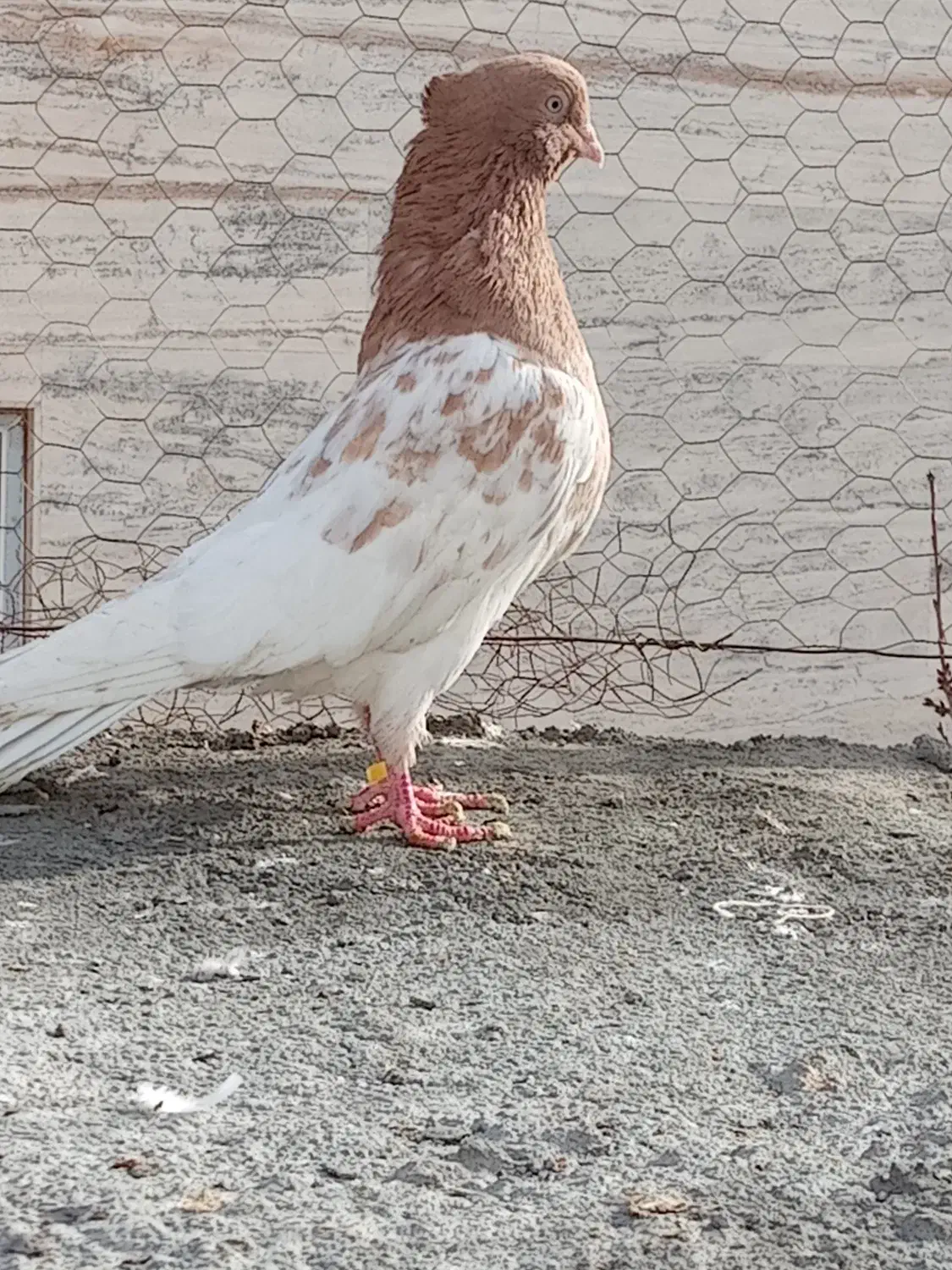 کله|حیوانات|گلبهار, نوبهار|دیوار