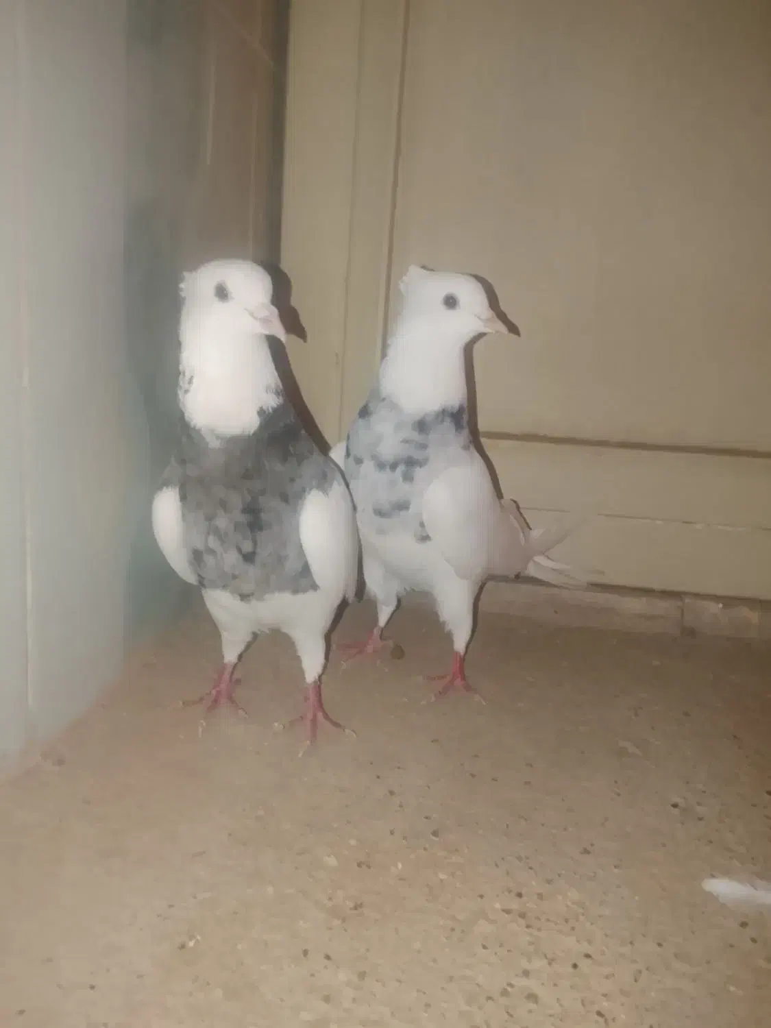 طوقی|پرنده|باوی, |دیوار