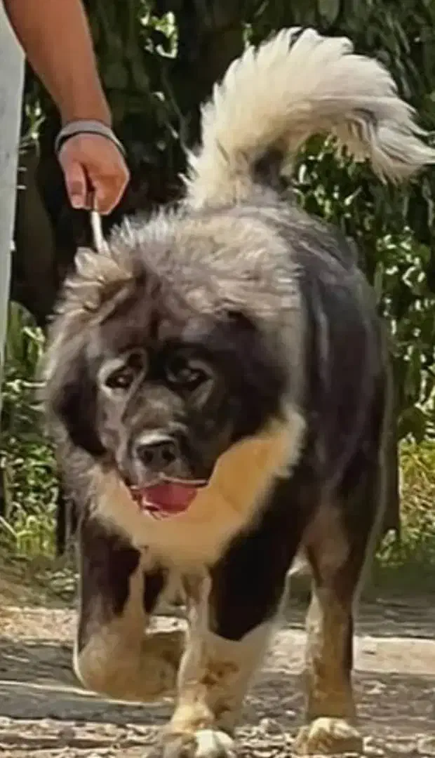 سه تا سگ خارجی از نژاد قفقازی|سگ|اصفهان, الهیه|دیوار