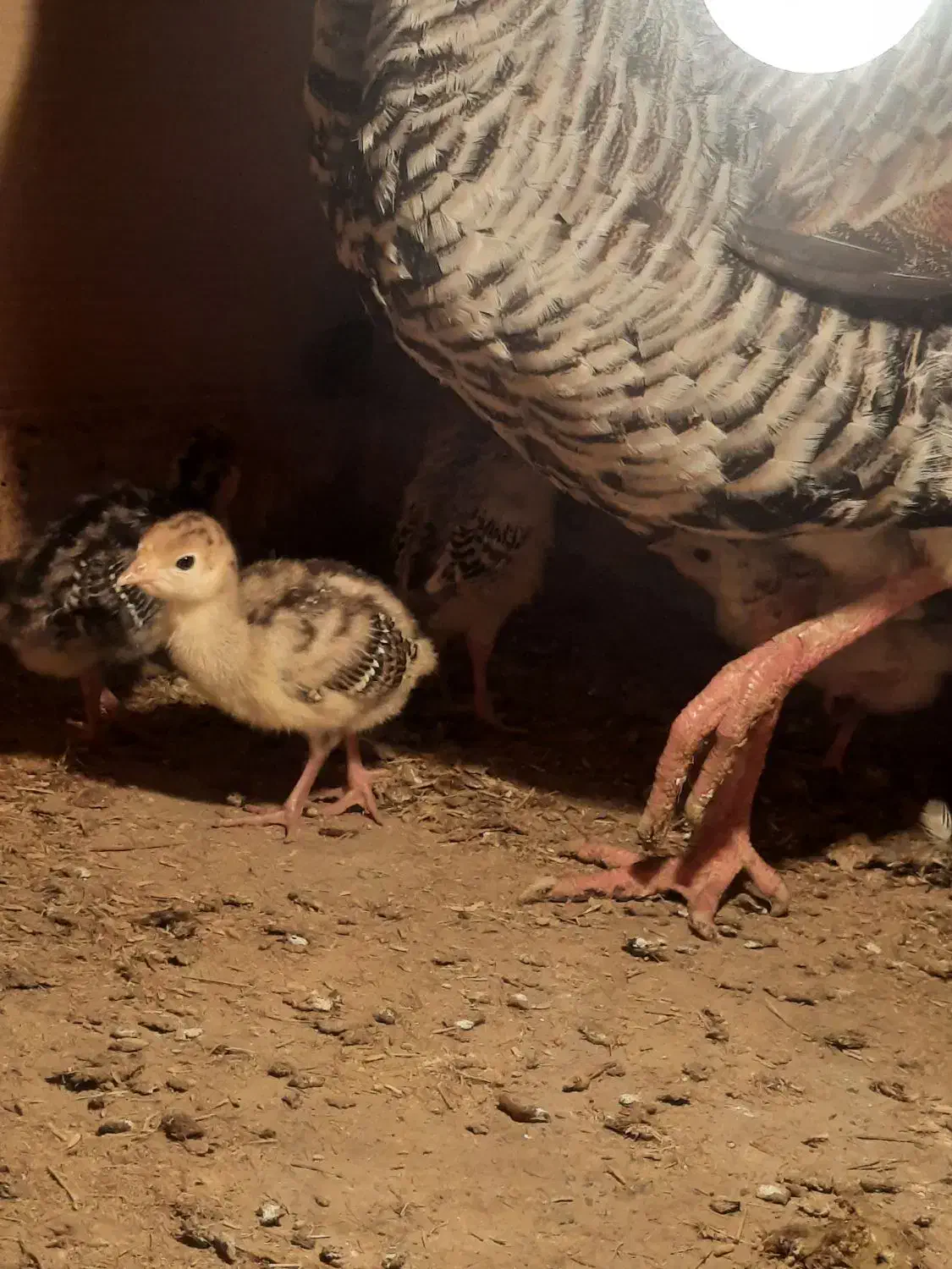 جوجه بوقلمون برنز|حیوانات مزرعه|شلمان, |دیوار