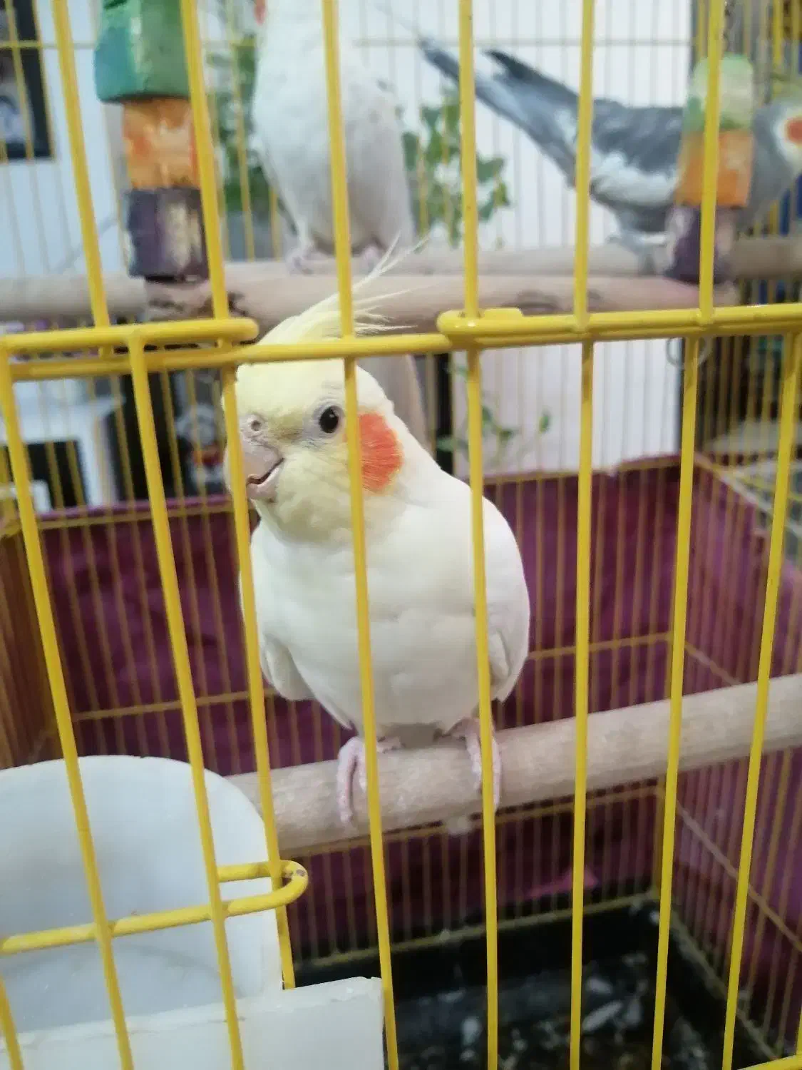 عروس هلندی|پرنده|شیراز, کوشک میدان|دیوار