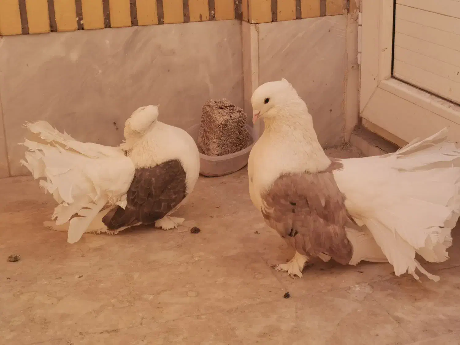 کبوتر چتری دوکت|پرنده|قم, بکایی|دیوار