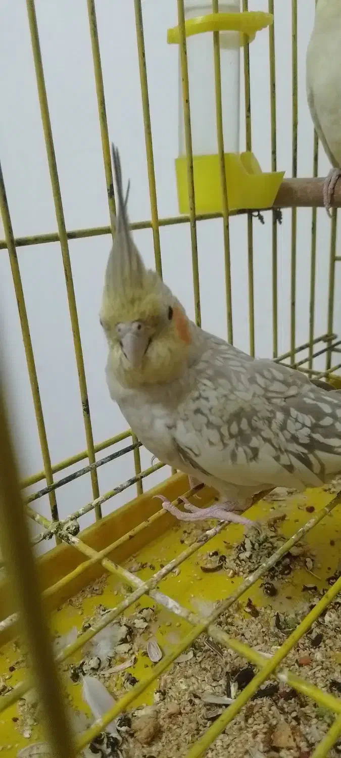 جفت عروس هلندی ۱۲۰۰|پرنده|باقرشهر, |دیوار