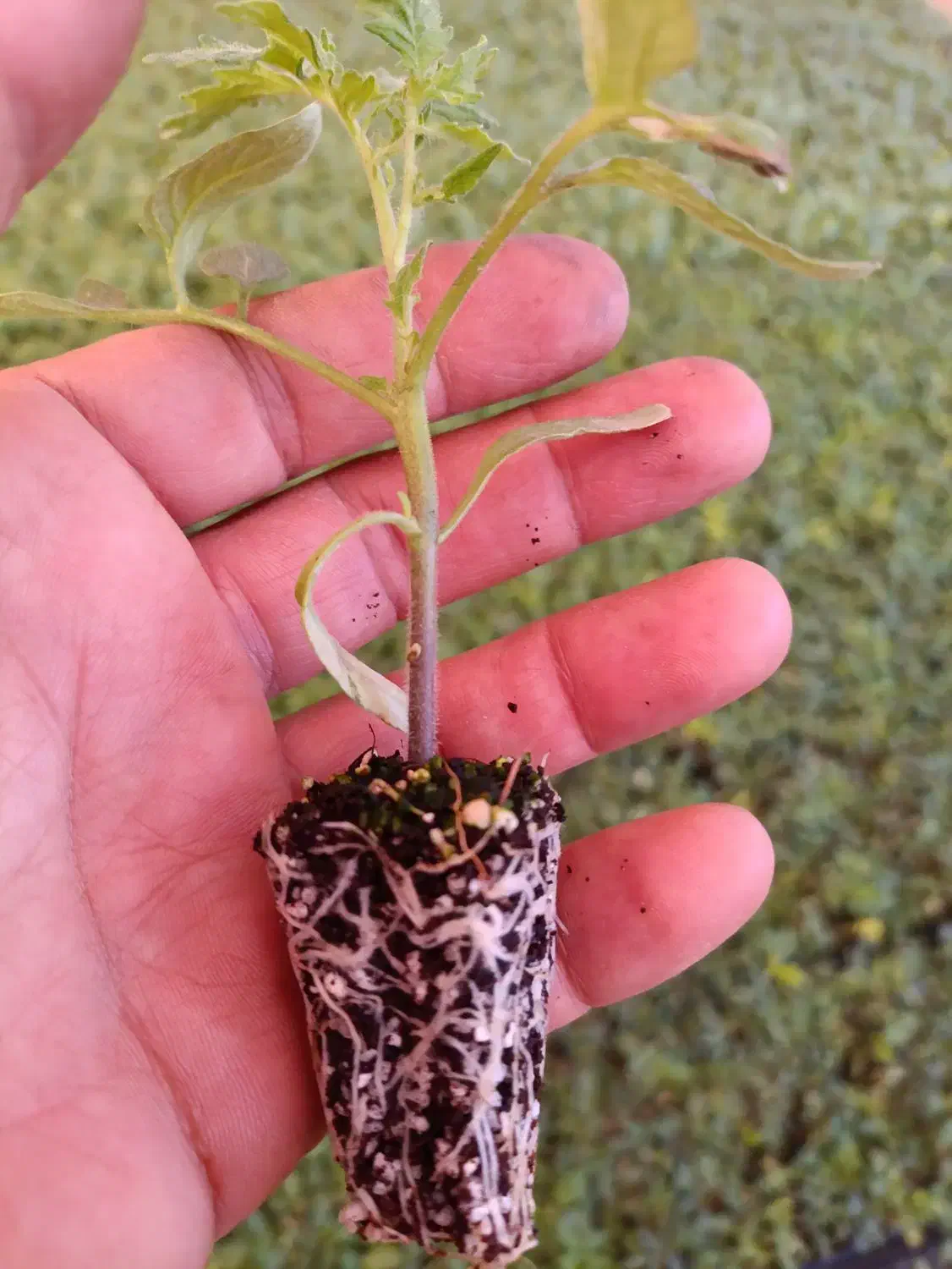 فروش نهال انواع صیفی جان گوجه بادمجان فلفل  خیار|خدمات باغبانی و درختکاری|فارغان, |دیوار