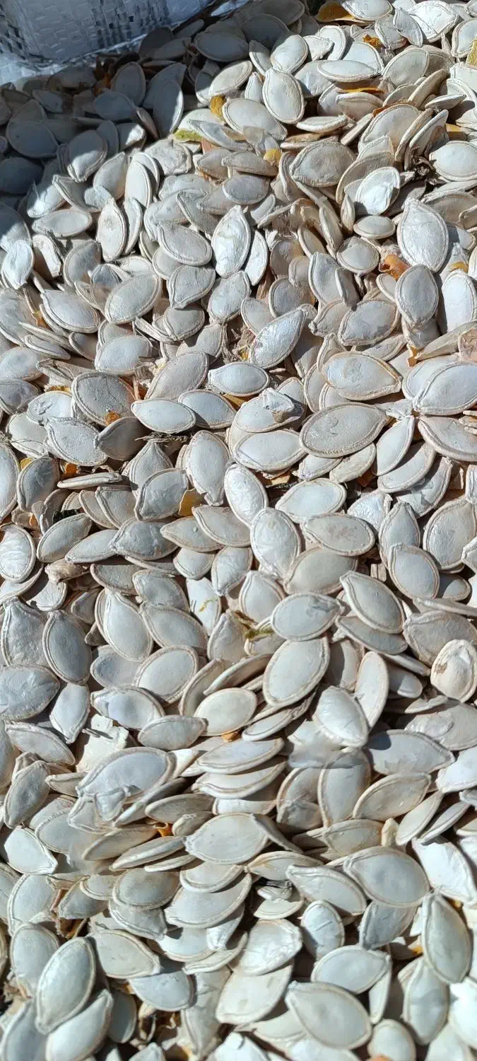 تخمه کدو|خوردنی و آشامیدنی|گل تپه, |دیوار