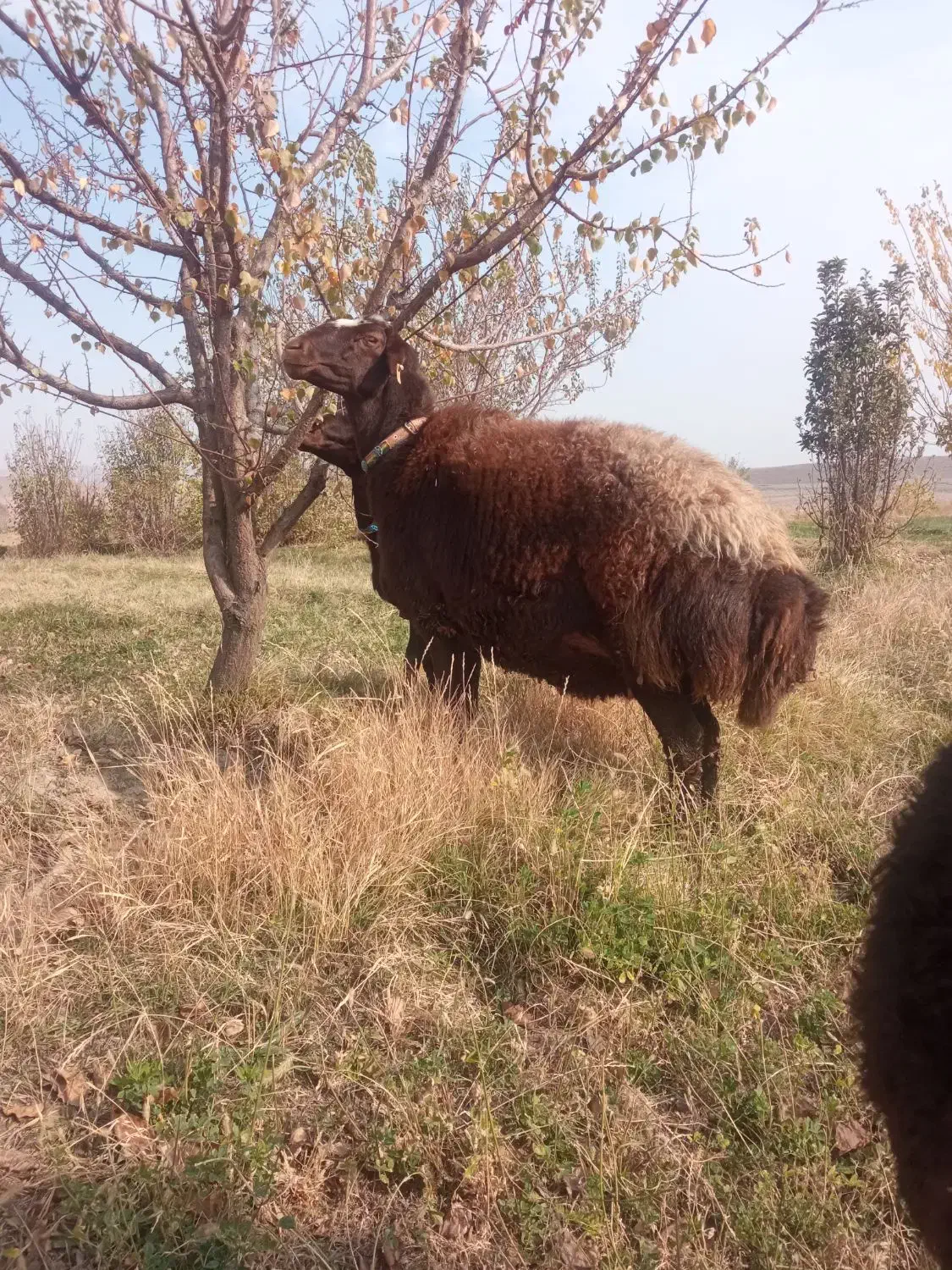 میش|حیوانات مزرعه|تربت جام, عیدی آباد|دیوار