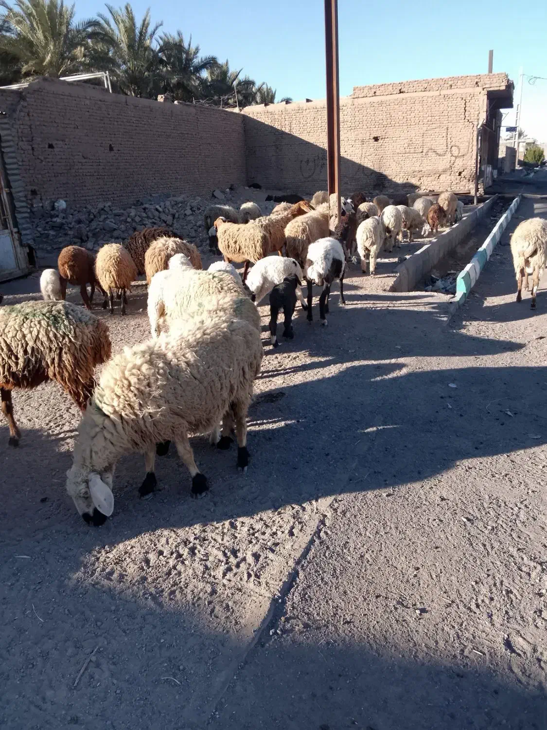 گوسفند|حیوانات مزرعه|بم, |دیوار