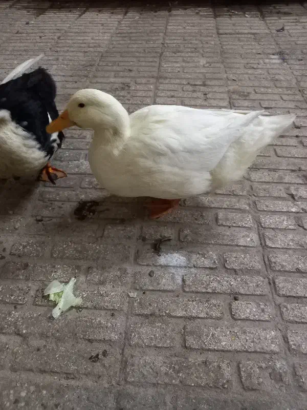 اردک|حیوانات مزرعه|تهران, هرندی|دیوار