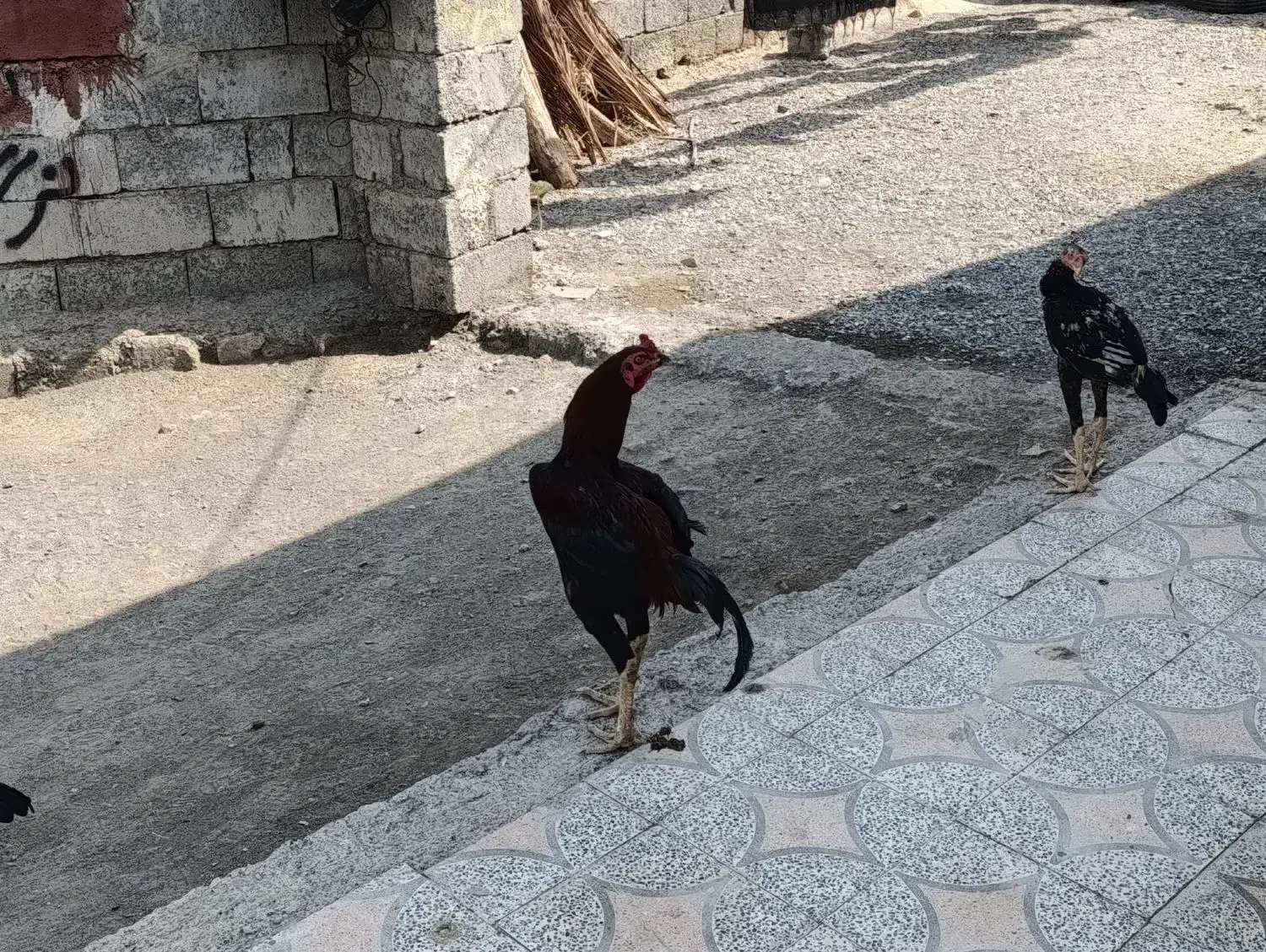 مرغ و خروس  روستای قلعه کمیز|حیوانات مزرعه|رودان, |دیوار