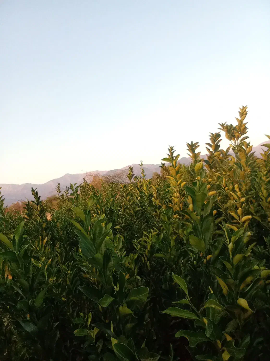 انواع نهال مرکبات|خدمات باغبانی و درختکاری|جیرفت, |دیوار