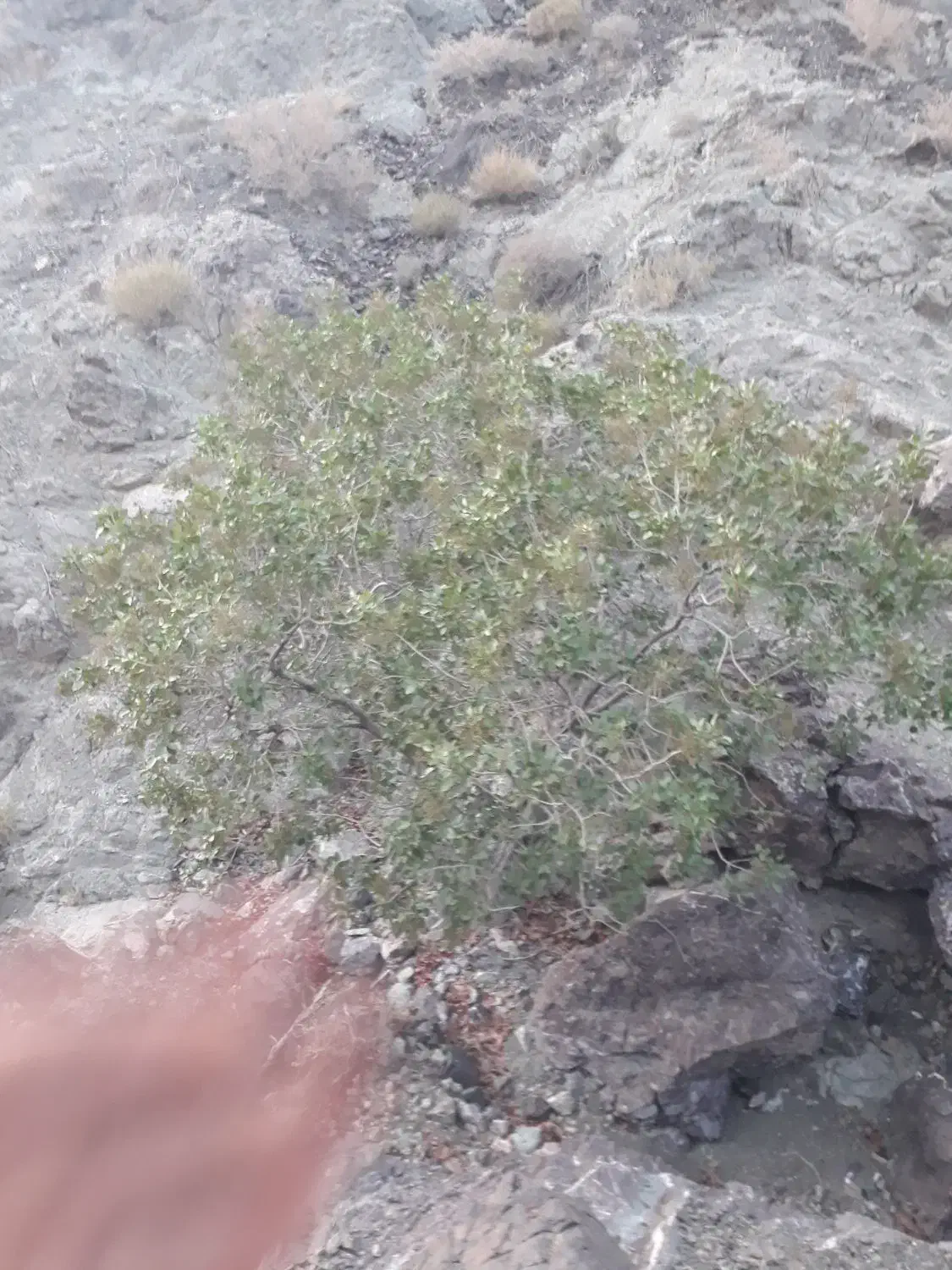 خرما|خوردنی و آشامیدنی|مهرستان, |دیوار