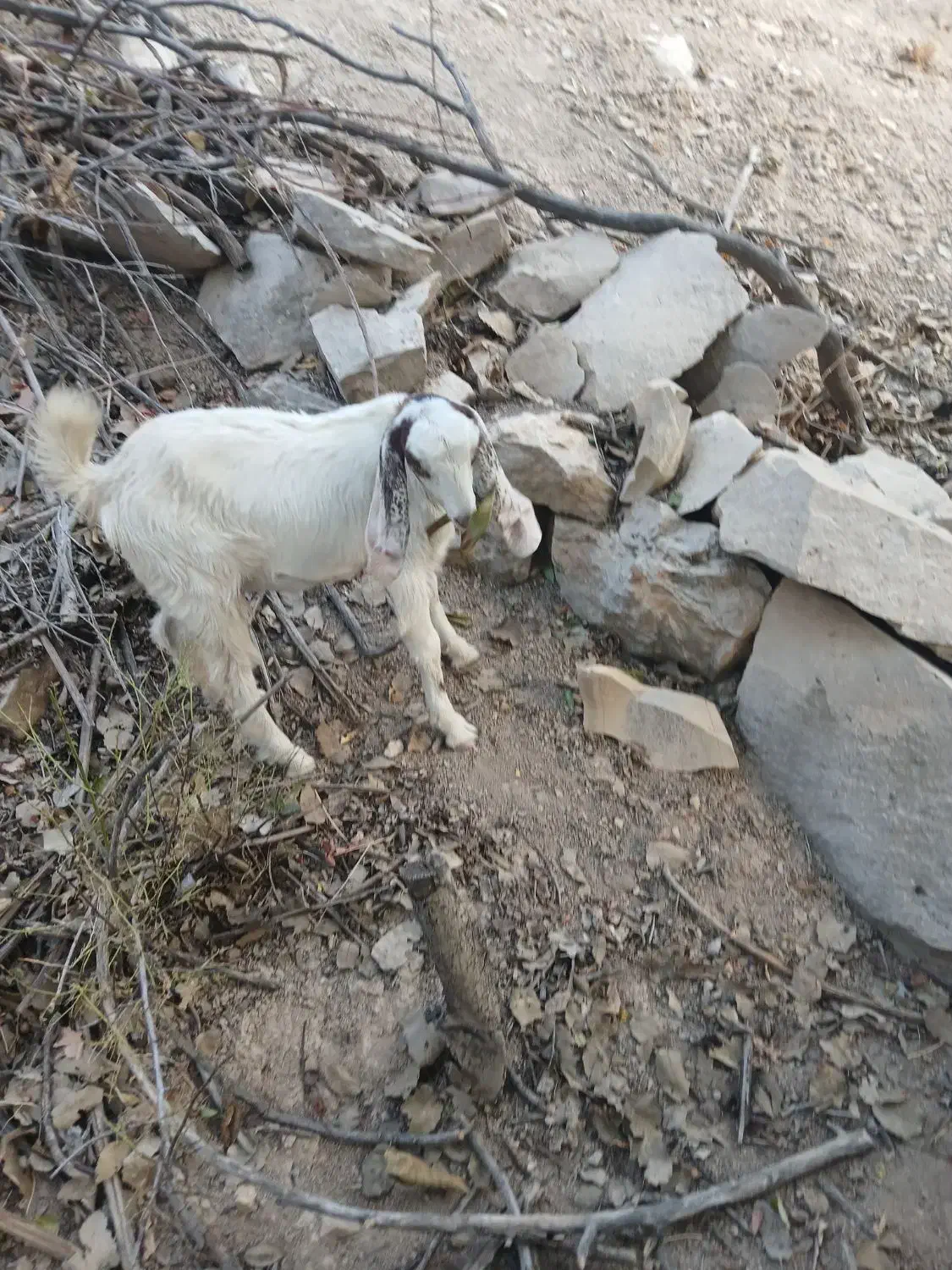 سرقت چپش|حیوانات|سی‌سخت, |دیوار