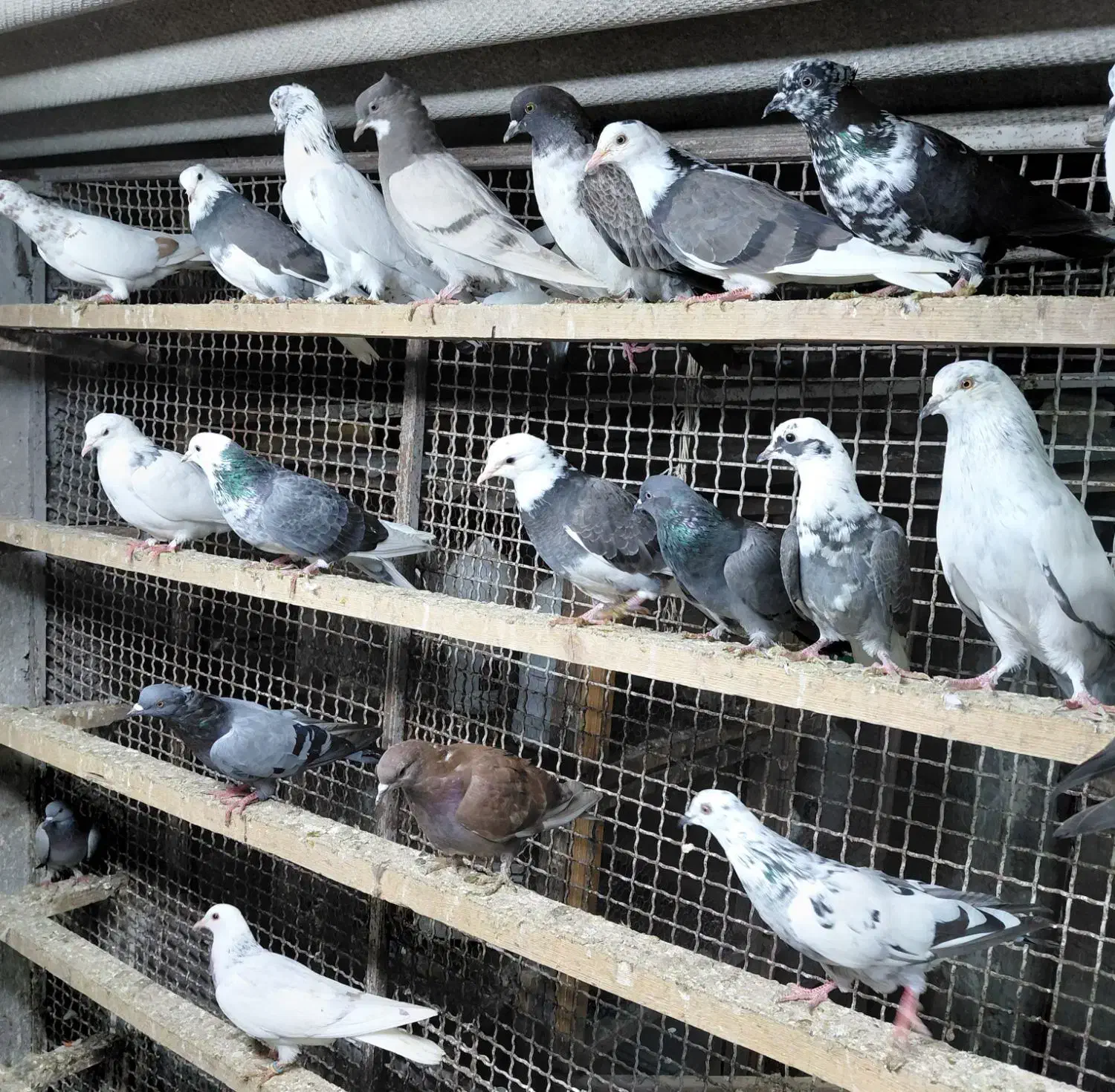 کبوتر جوجه پرشی|پرنده|قائمشهر, |دیوار