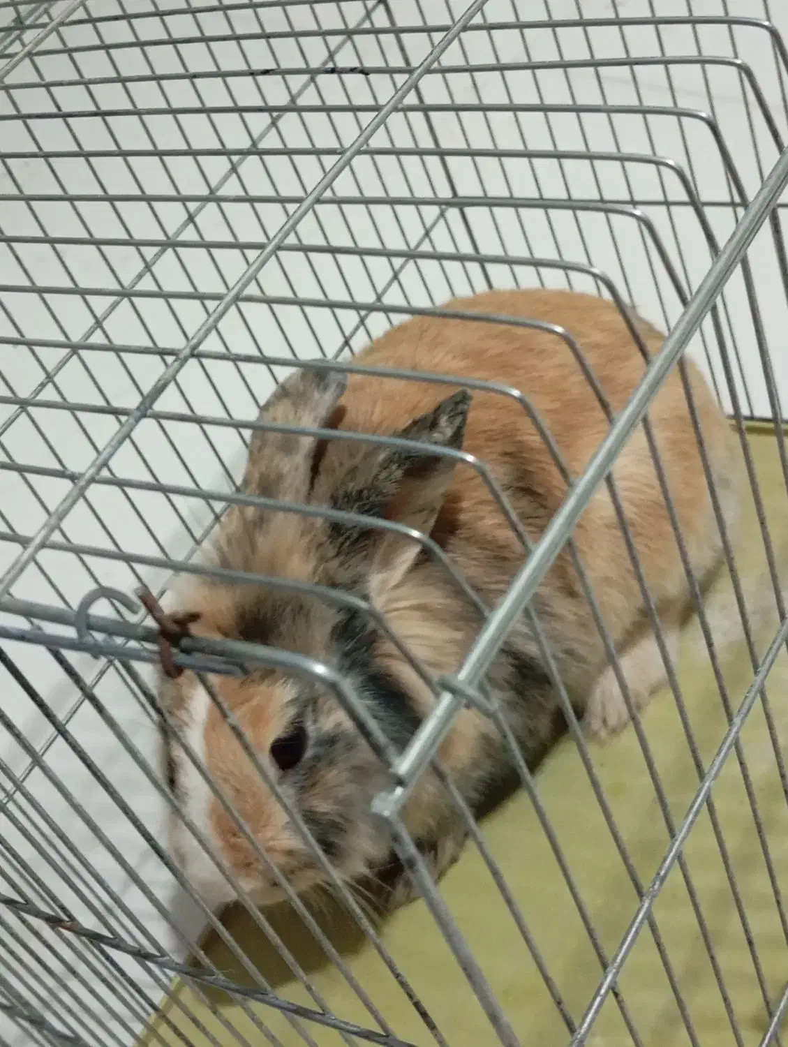 خرگوش لوپ|موش و خرگوش|یاسوج, |دیوار